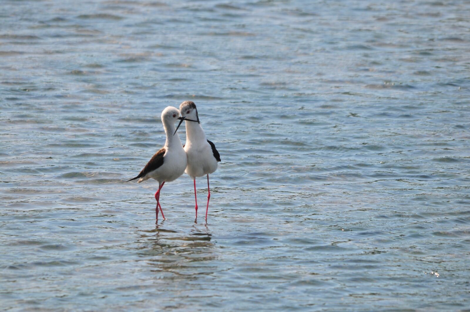 Nikon D300 sample photo. Waters, bird, natural photography