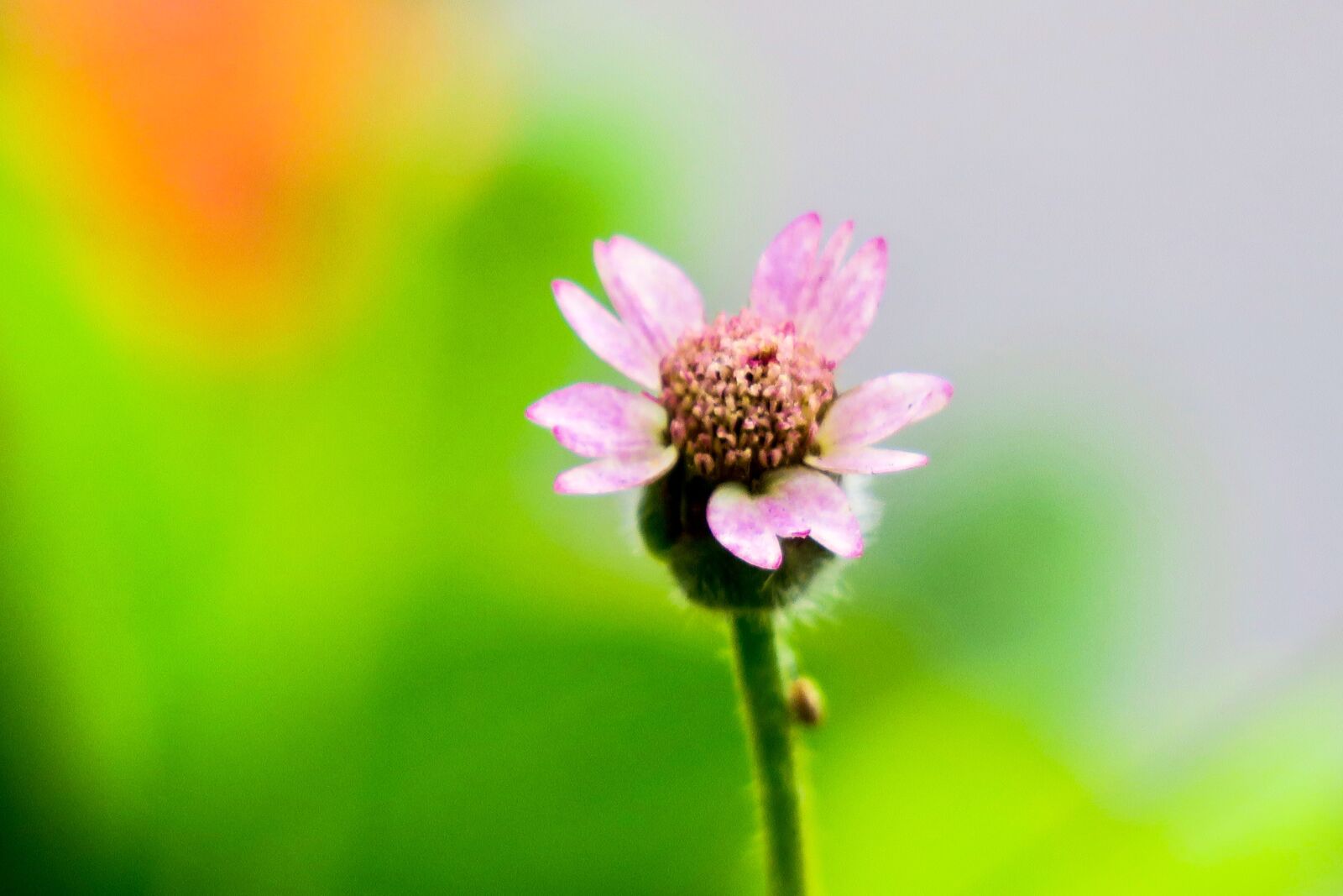 Canon PowerShot G3 X sample photo. Feather mount daisy, nature photography