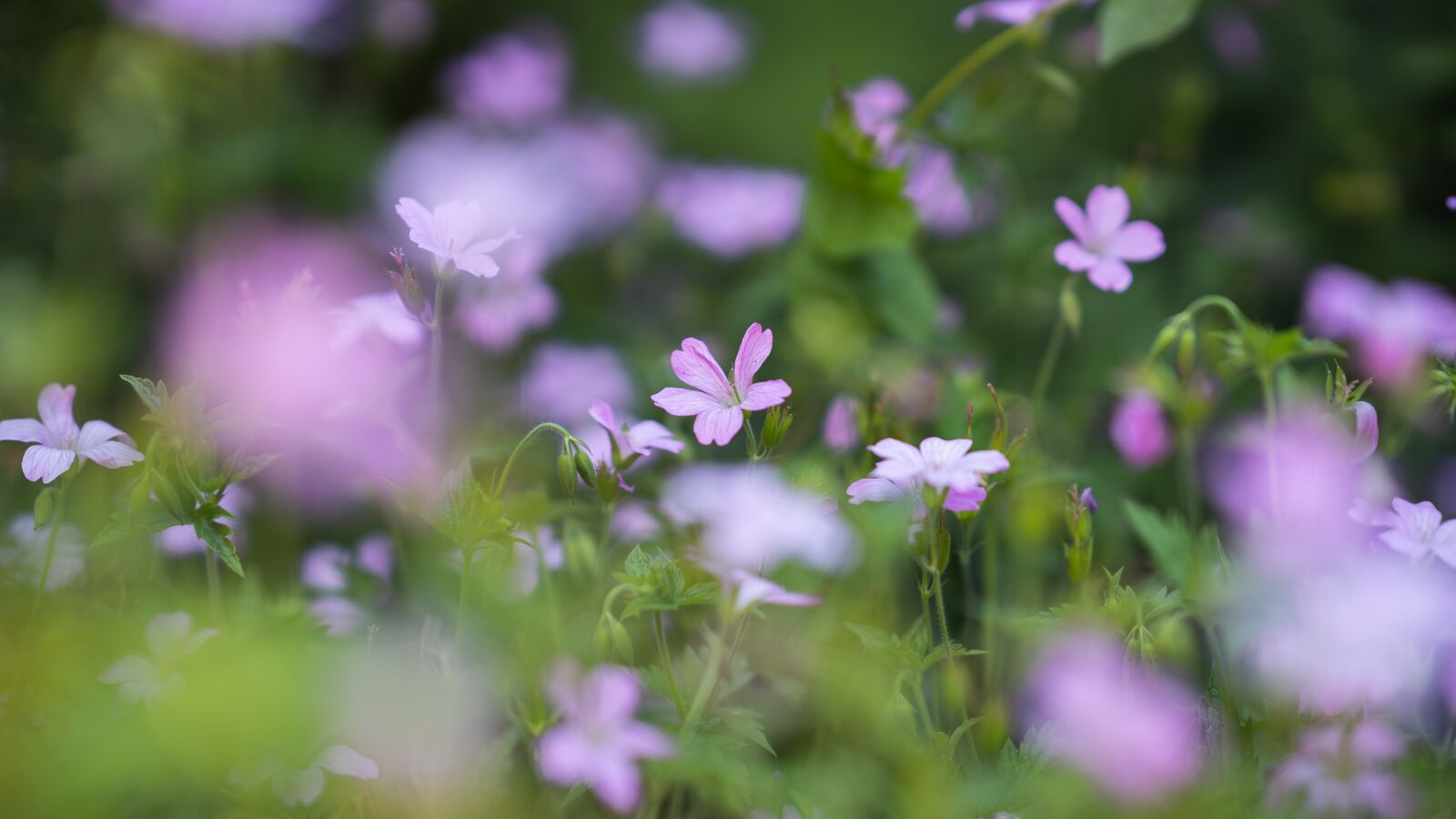 Sony FE 85mm F1.4 GM sample photo. Flowers, meadow, summer photography