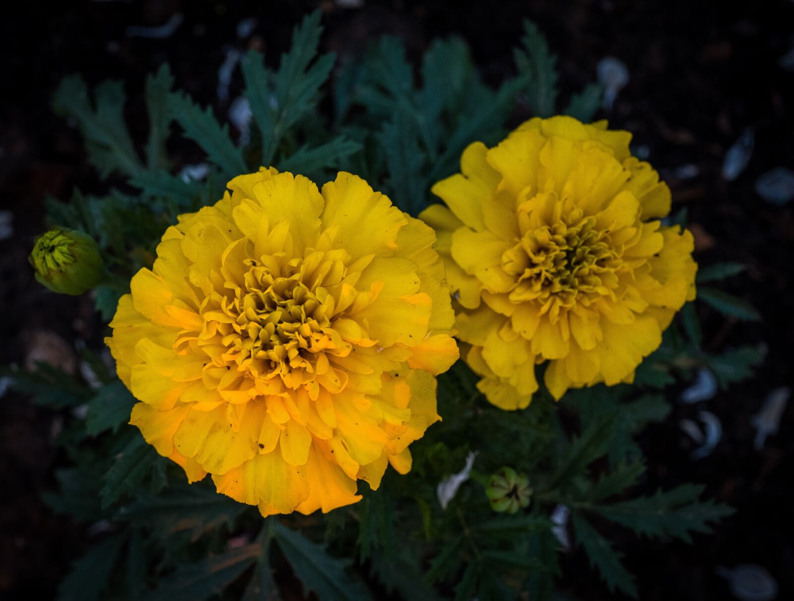 Fujifilm X-T2 sample photo. Yellow, green, marigold photography