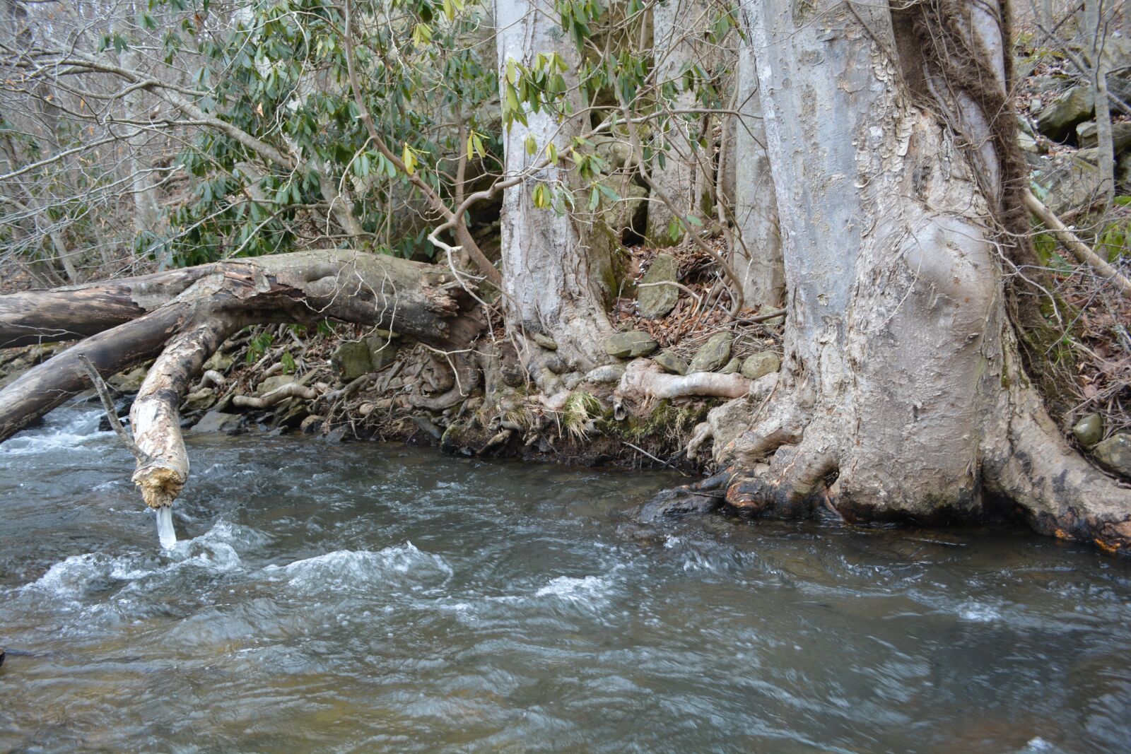 Nikon D5200 sample photo. River, tree, root photography