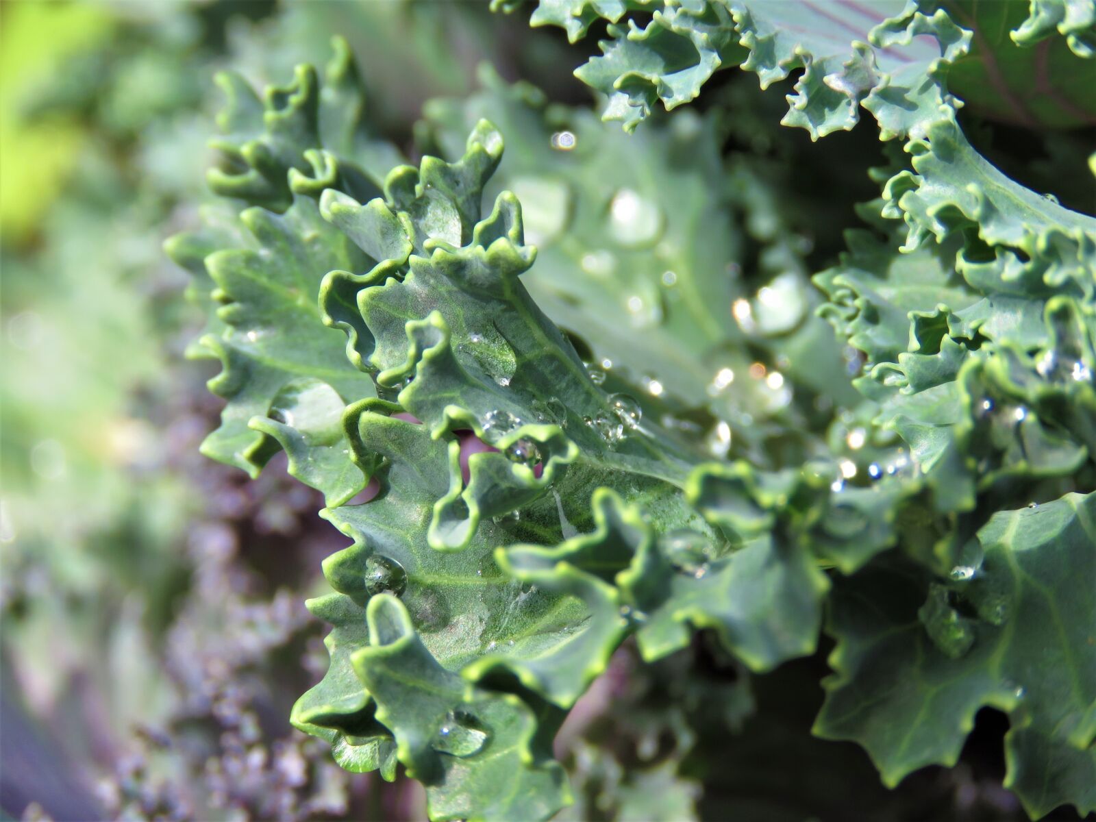 Canon PowerShot SX60 HS sample photo. Kale, flora, leaf photography