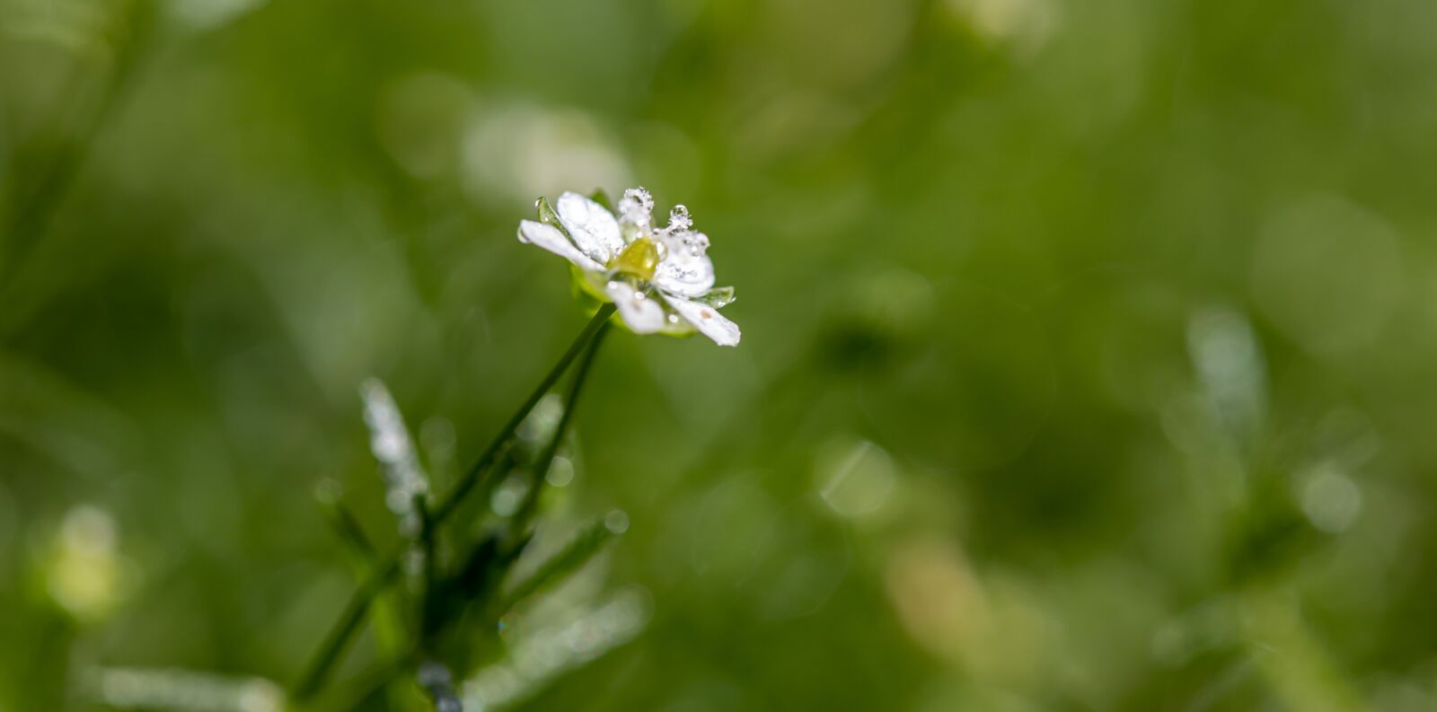Canon EF-S 60mm F2.8 Macro USM sample photo. Flower, petals, dew photography