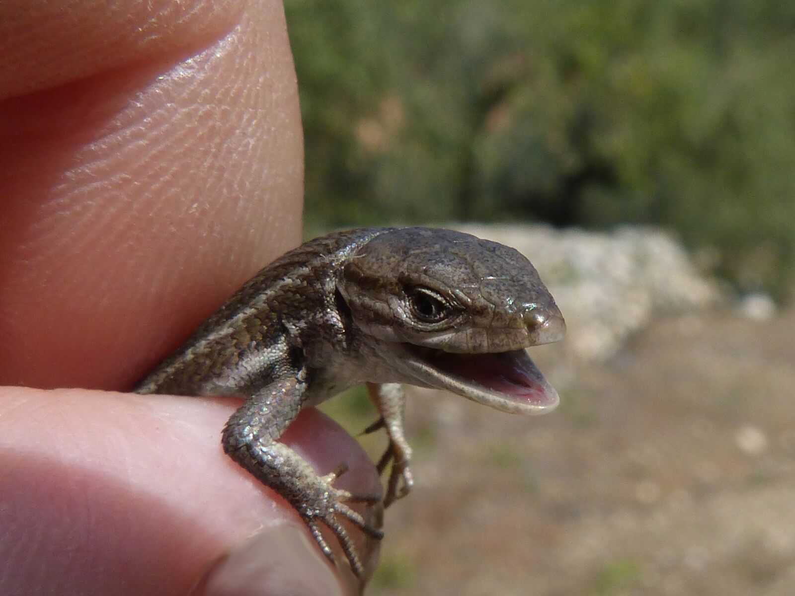 Panasonic DMC-FZ62 sample photo. Lizard, detail, scales photography