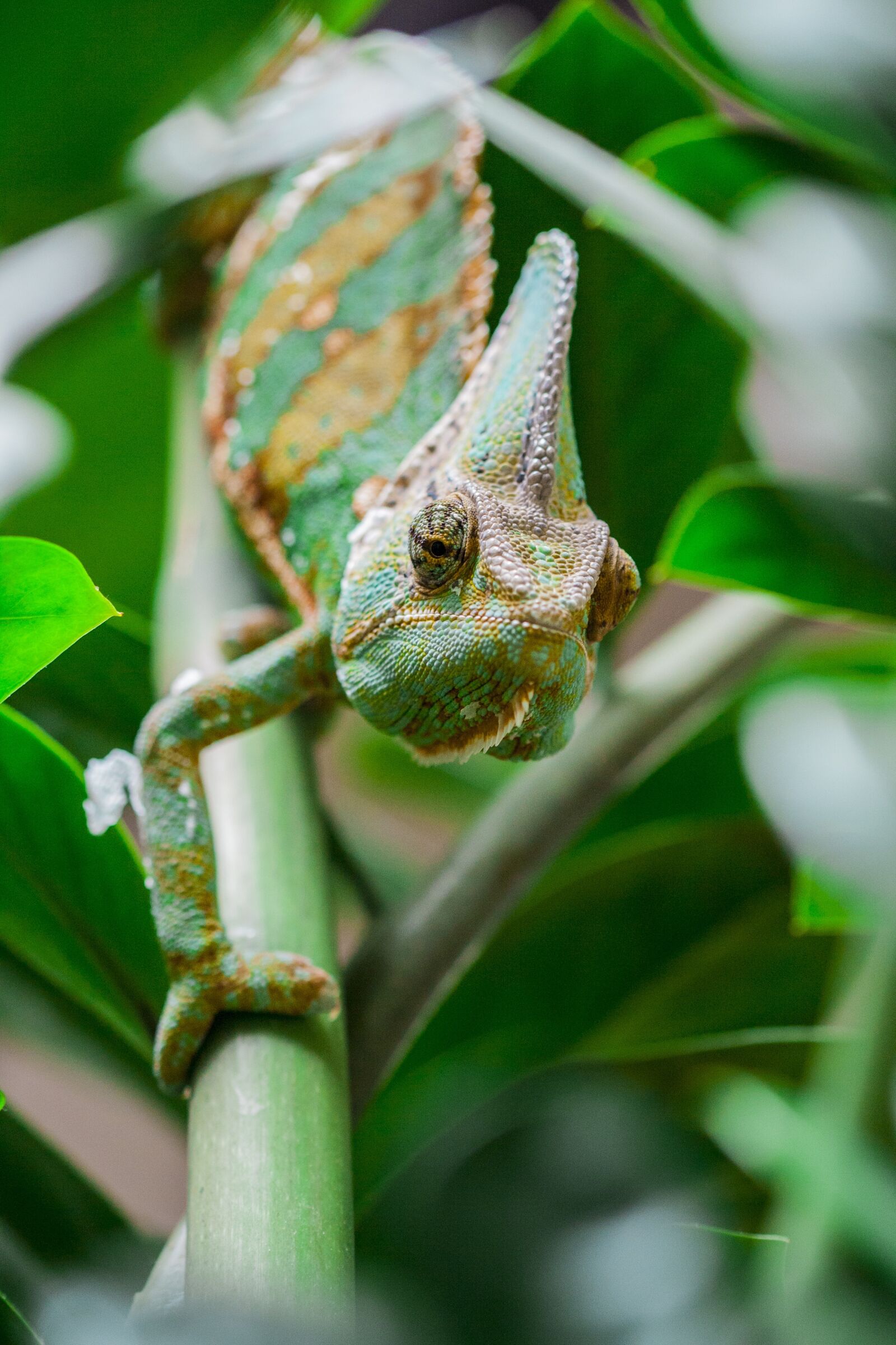 Canon EOS 1000D (EOS Digital Rebel XS / EOS Kiss F) + Canon EF 100mm F2.8 Macro USM sample photo. Chameleon, green, animal photography