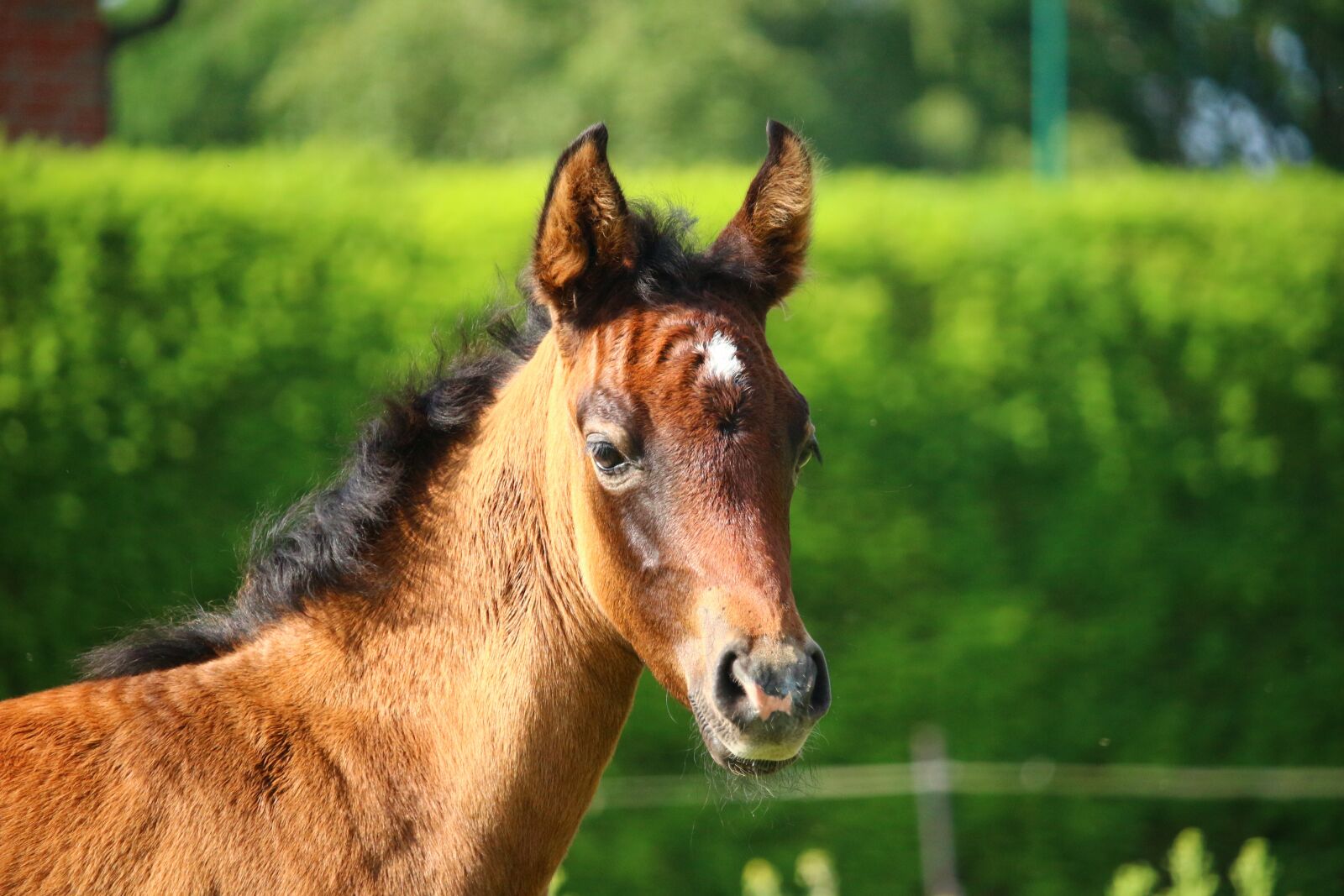 Canon EOS 100D (EOS Rebel SL1 / EOS Kiss X7) sample photo. Horse, foal, brown mold photography