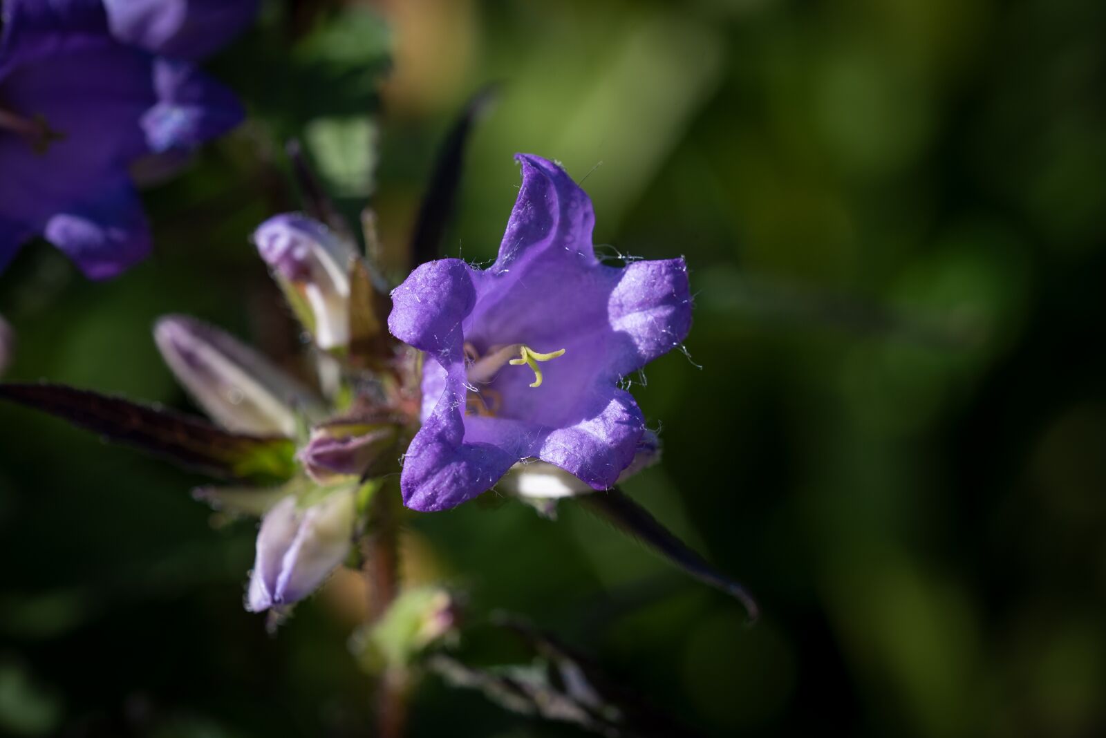 Nikon D750 sample photo. Flower, blossom, bloom photography