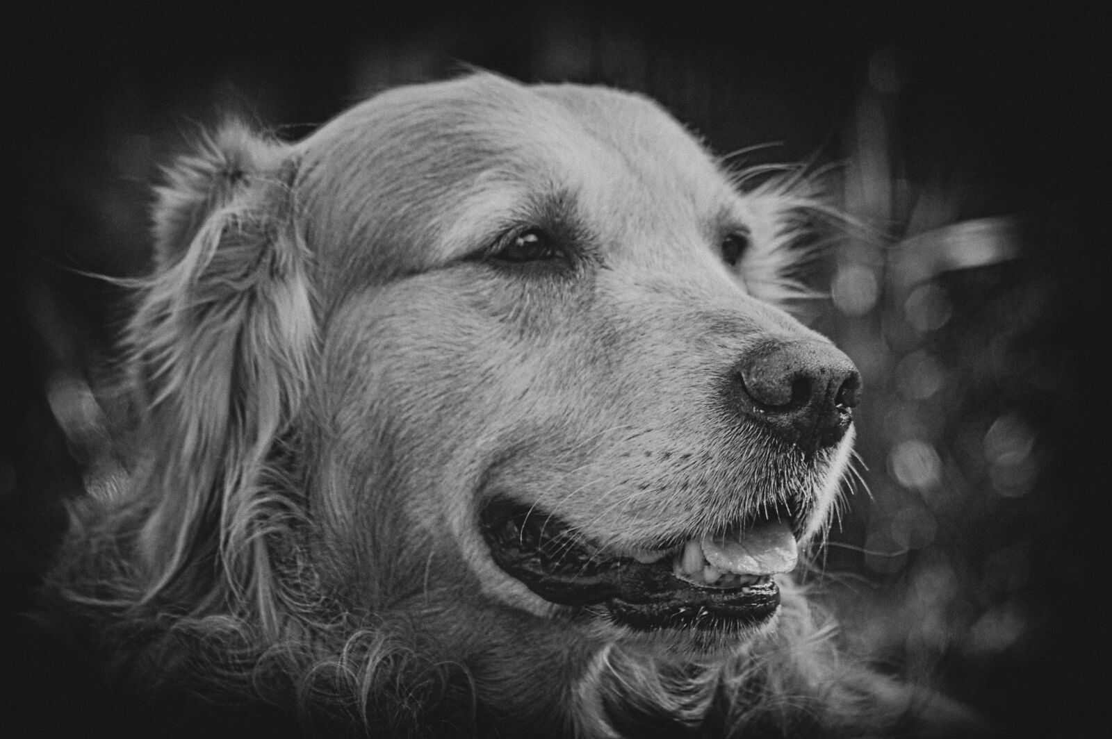 Nikon D40 sample photo. Retriever, golden, sepia photography