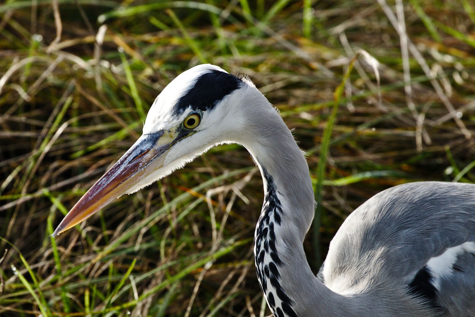 Canon EOS M5 sample photo. Grey heron, bird, eastern photography