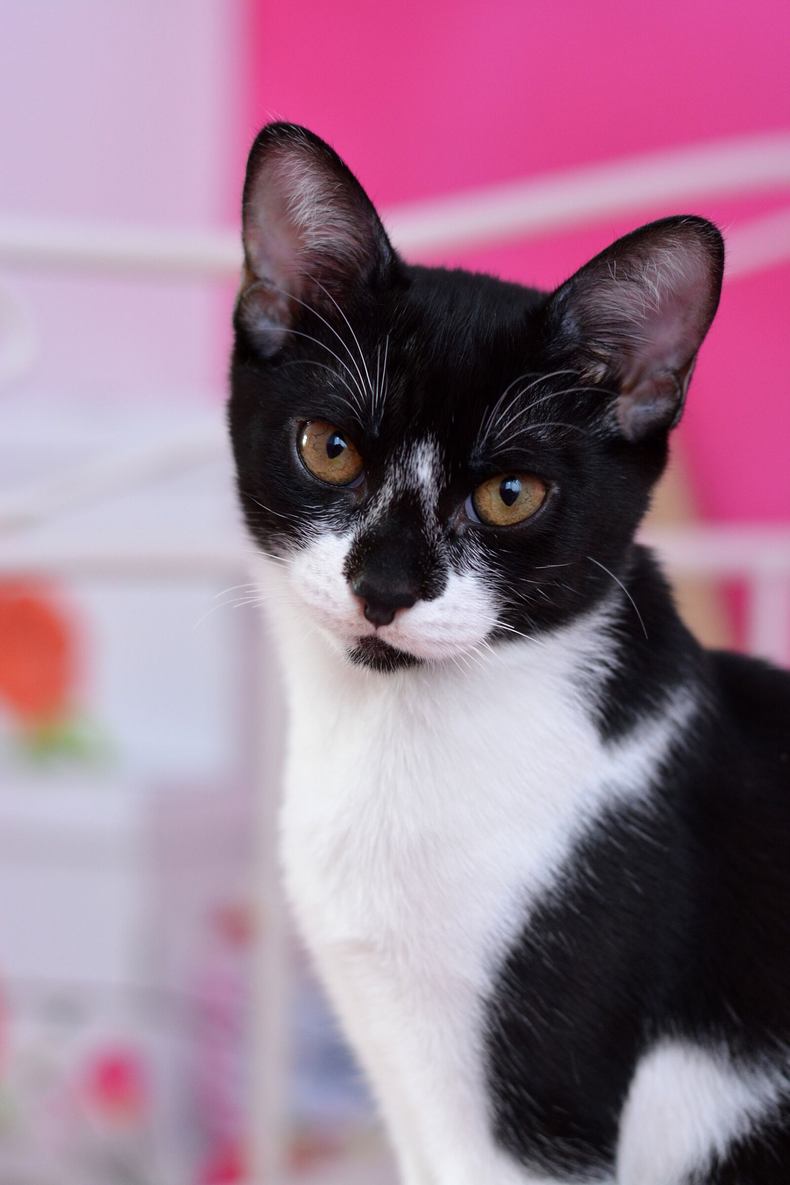 Nikon D7100 sample photo. Cat, pet, black and photography
