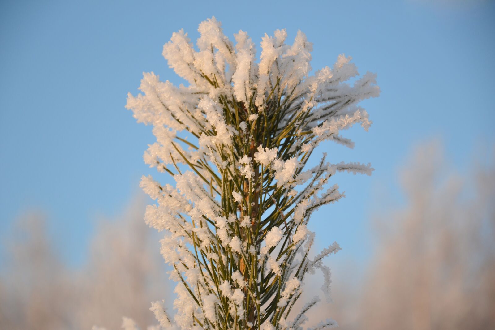 Nikon D3100 sample photo. Pine, tip, christmas tree photography