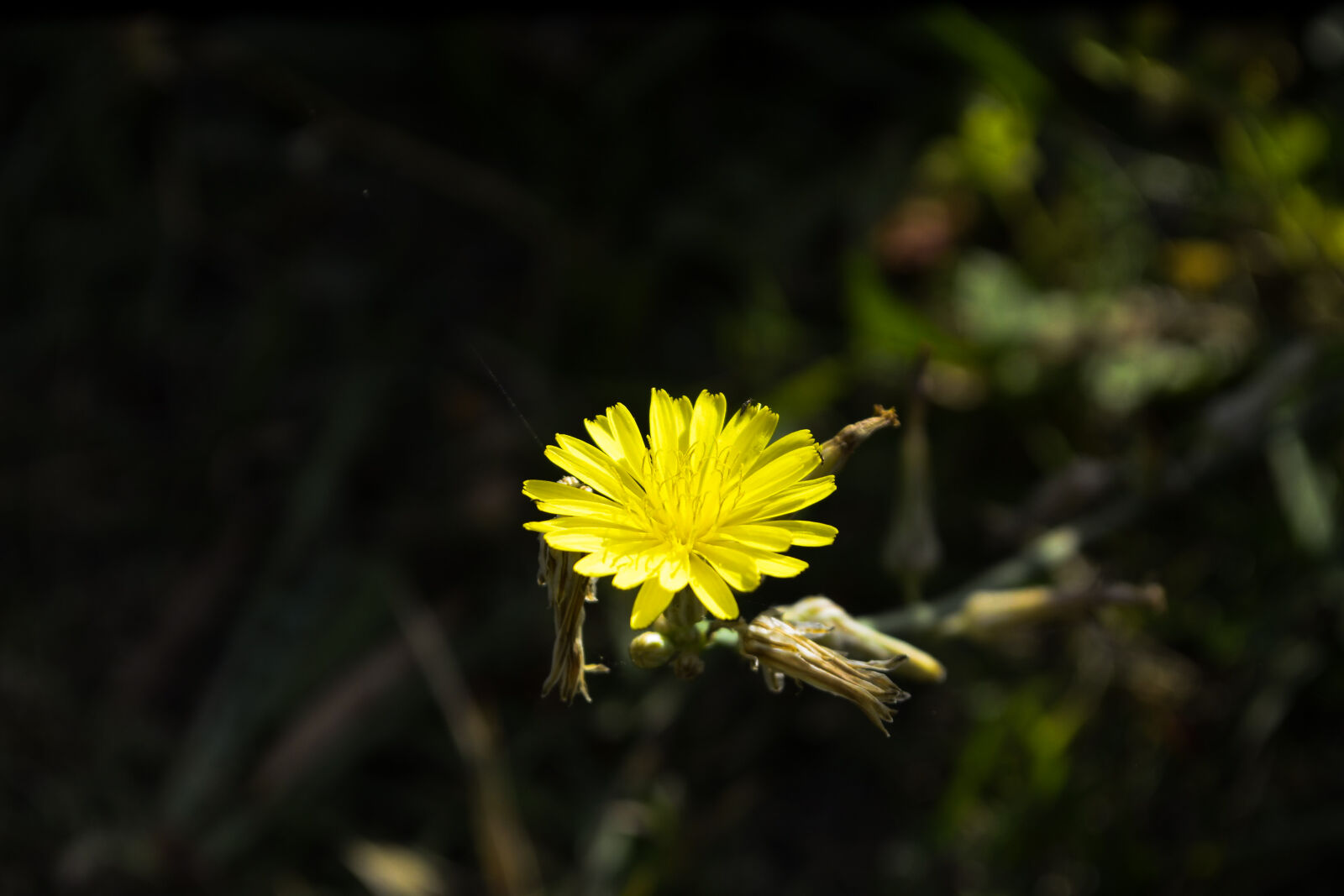 Nikon D3100 sample photo