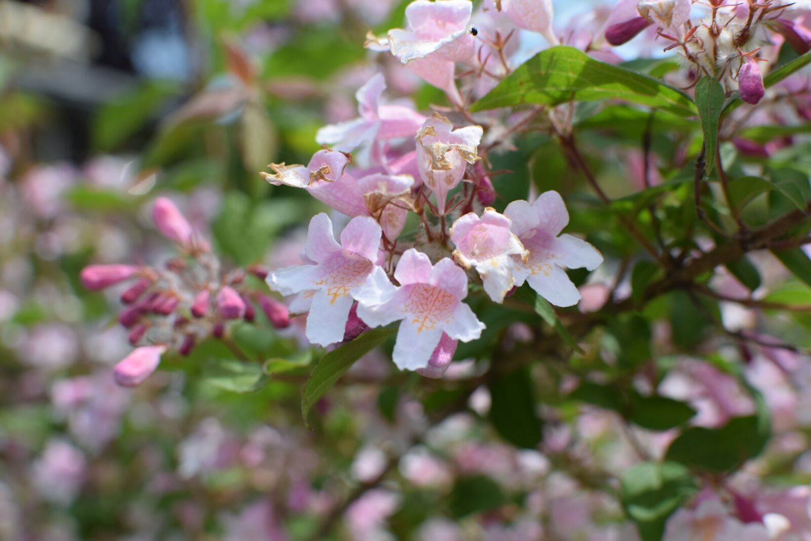 Nikon D5300 sample photo. Flowers, spring, garden photography