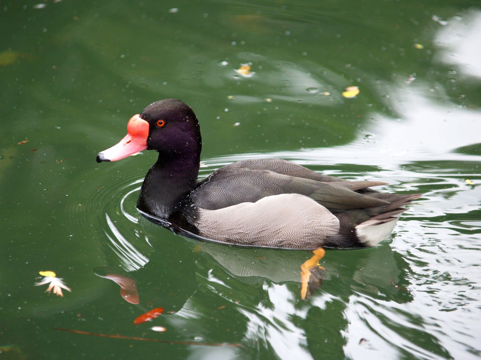 Olympus E-300 (EVOLT E-300) sample photo. Bird, duck, water photography