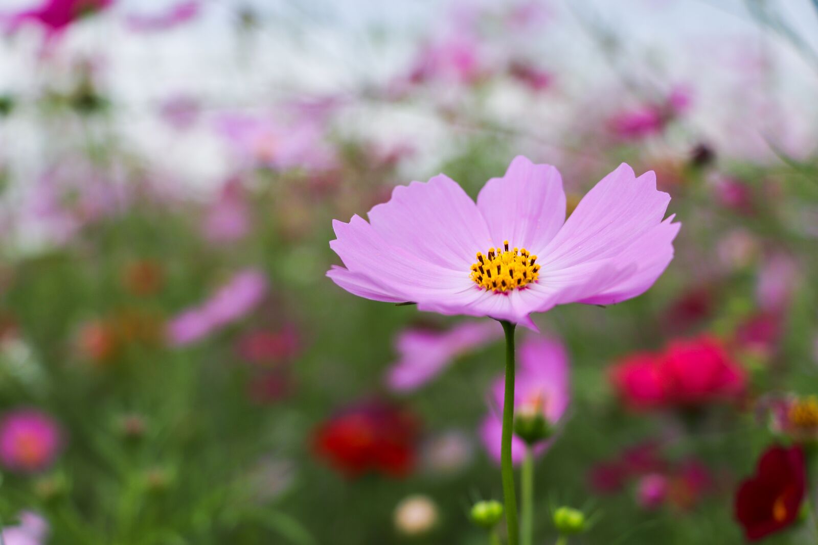 Canon EF-S 18-135mm F3.5-5.6 IS USM sample photo. Cosmos, flower, garden photography