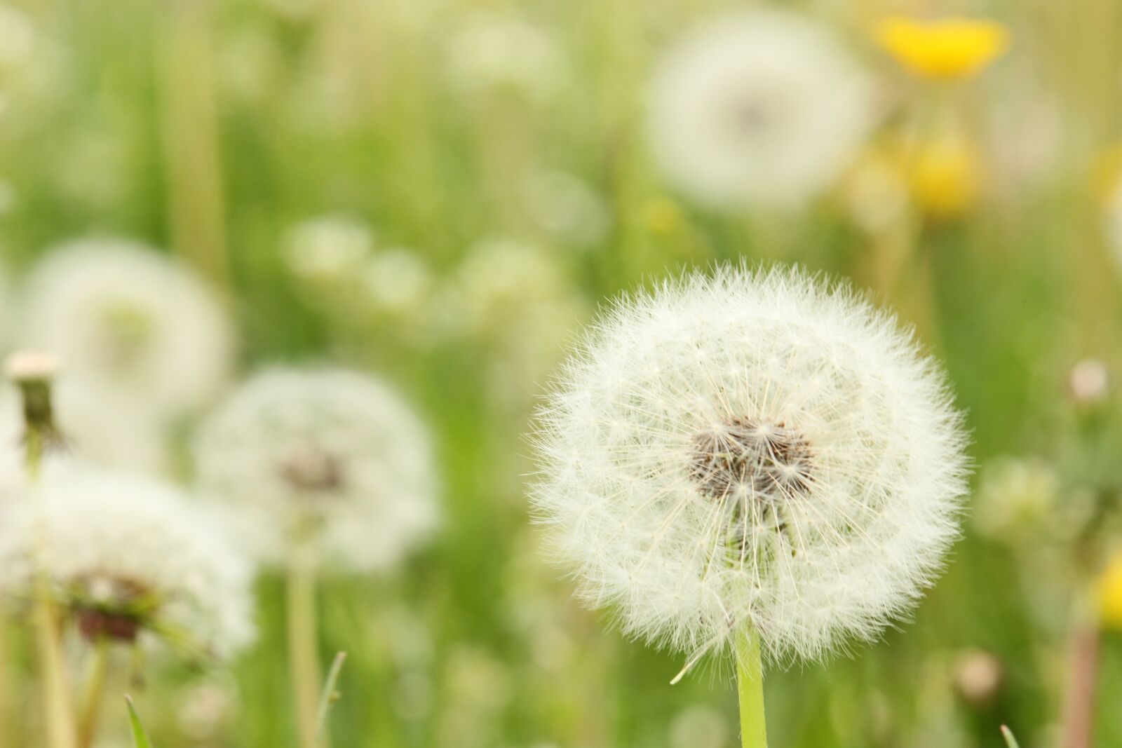 Canon EF-S 55-250mm F4-5.6 IS STM sample photo. Dandelion, meadow, nature photography
