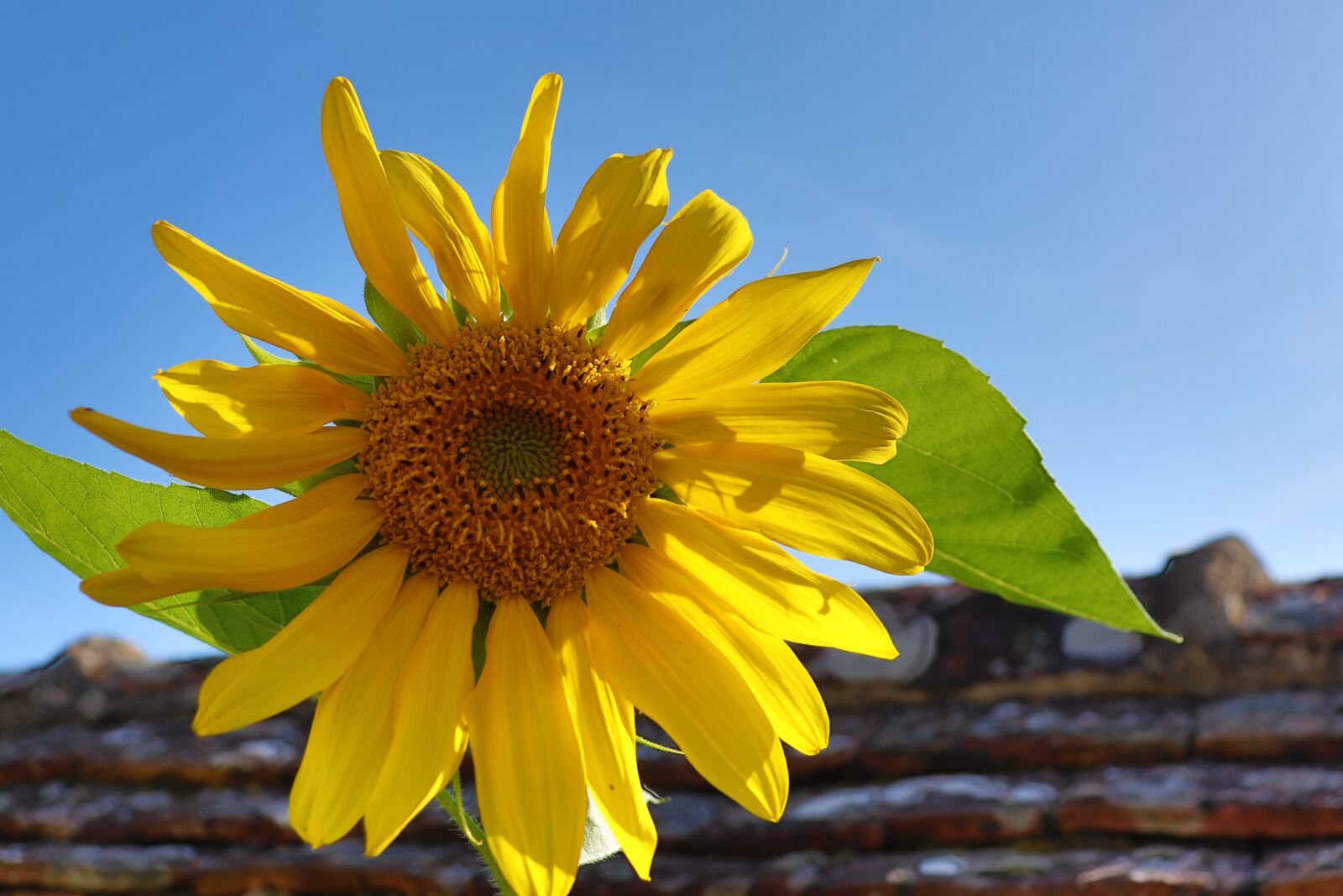 Canon EOS 800D (EOS Rebel T7i / EOS Kiss X9i) sample photo. Sunflower, bright yellow, light photography
