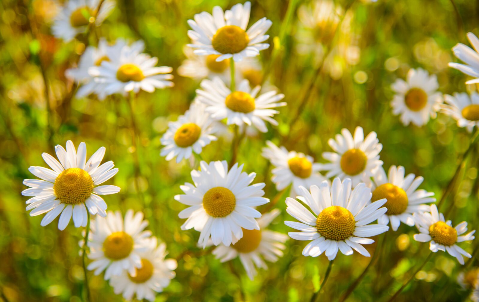 Nikon D800 sample photo. Macro, nature, flower photography