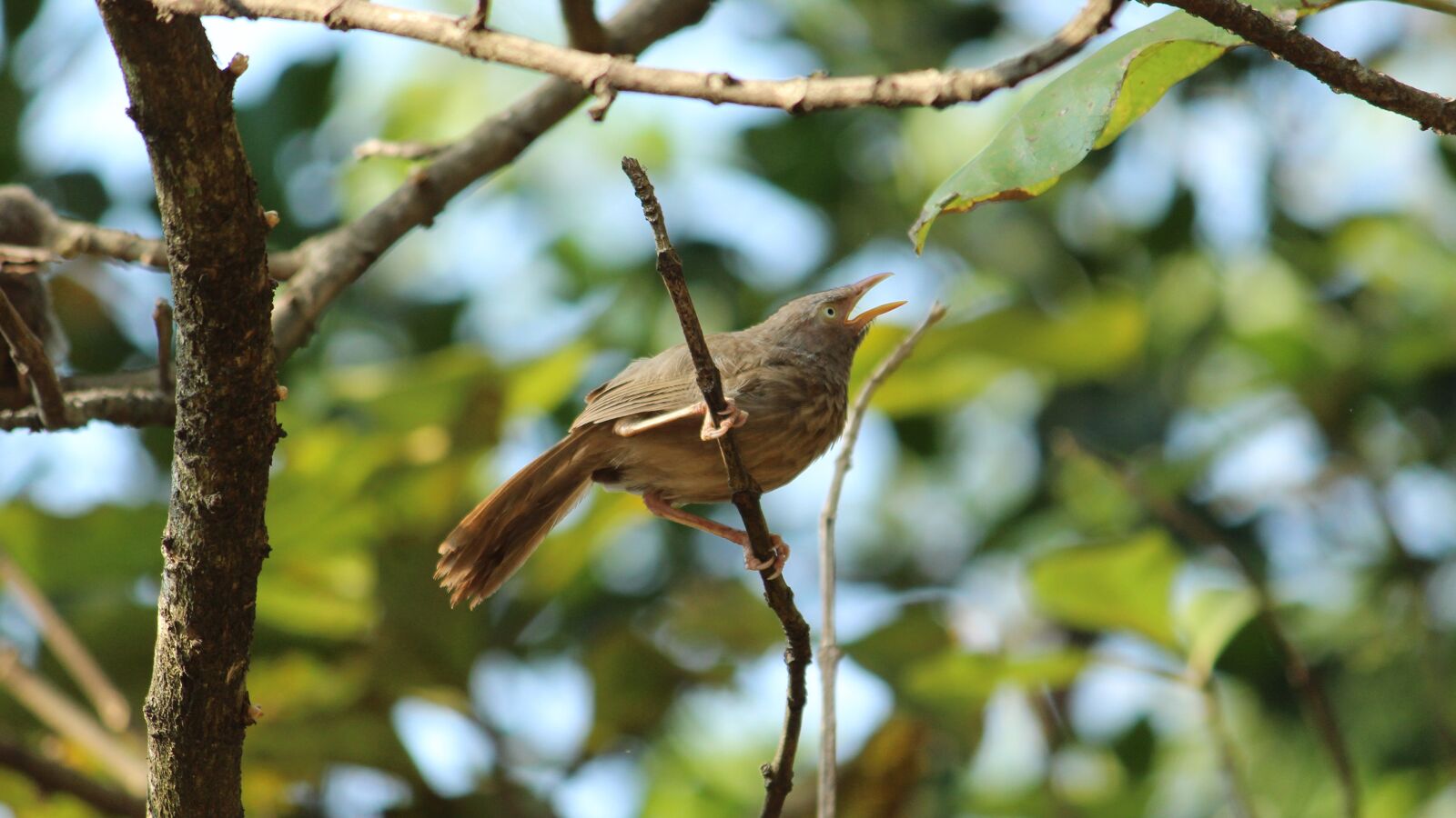 Canon EOS 1300D (EOS Rebel T6 / EOS Kiss X80) sample photo. Bird, nature, wildlife photography