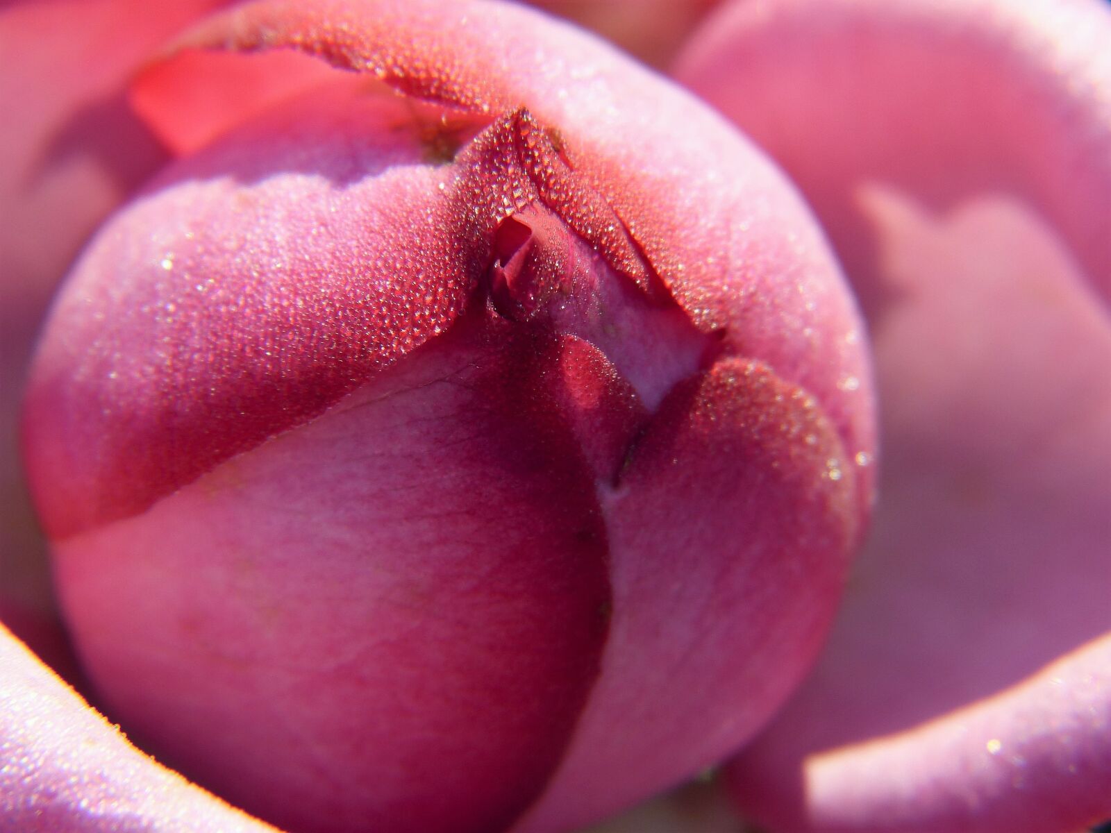 Panasonic Lumix DMC-FZ150 sample photo. Rose, blossom, bloom photography