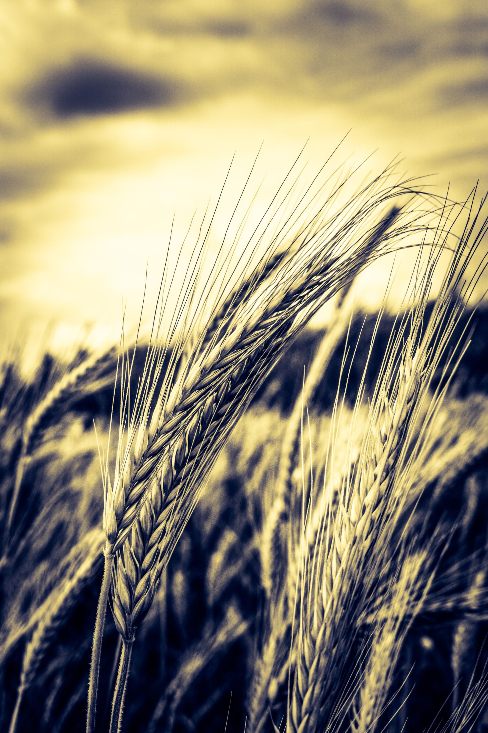 Nikon D3300 sample photo. Barley, cereals, agriculture photography
