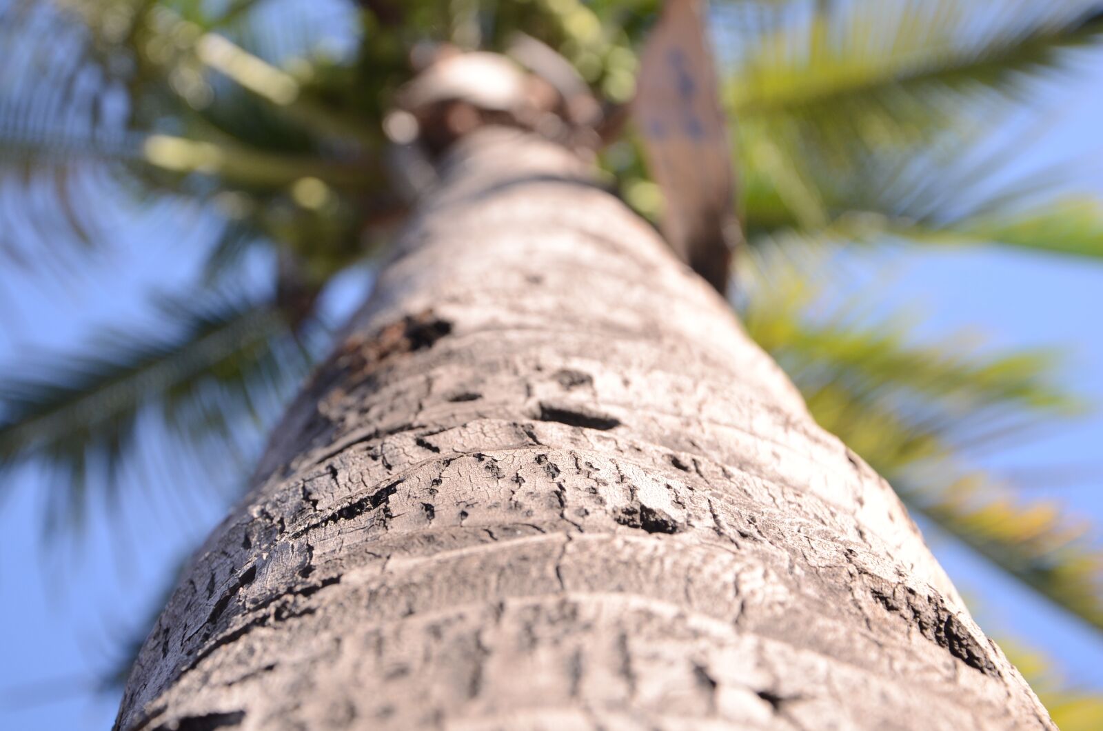 Nikon D7000 sample photo. Nature, coconut palm, landscape photography