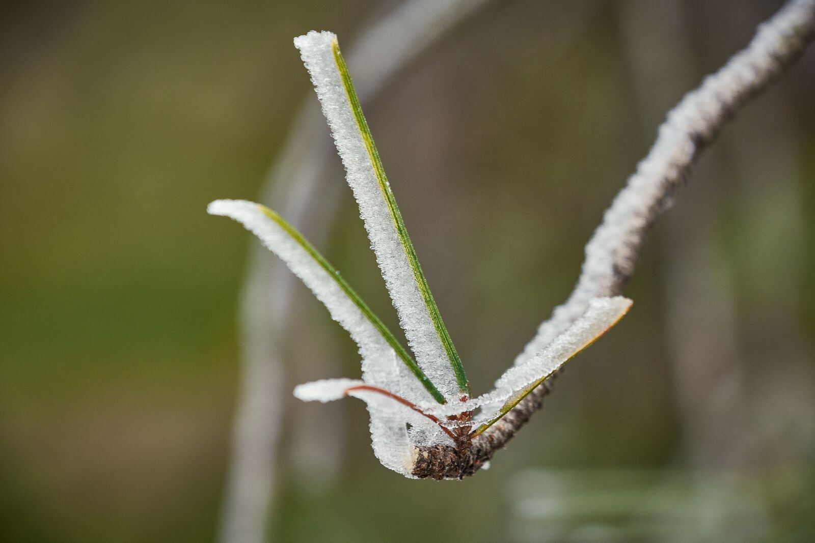 Nikon D7200 sample photo. Outbreaks, frozen, frost photography
