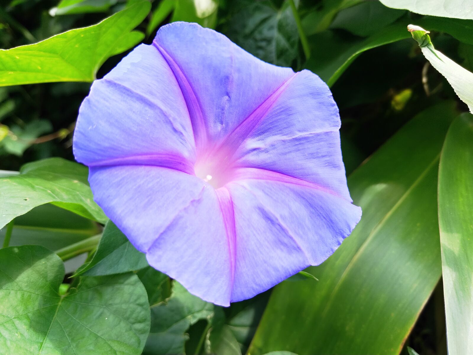 OPPO R17 sample photo. Morning glory, purple, flower photography