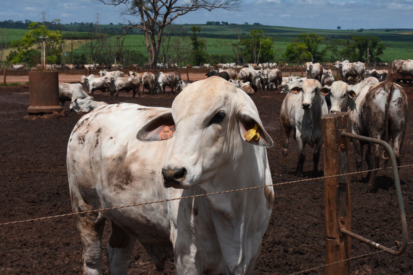 Nikon D3400 sample photo. Cow, nelore, beef photography