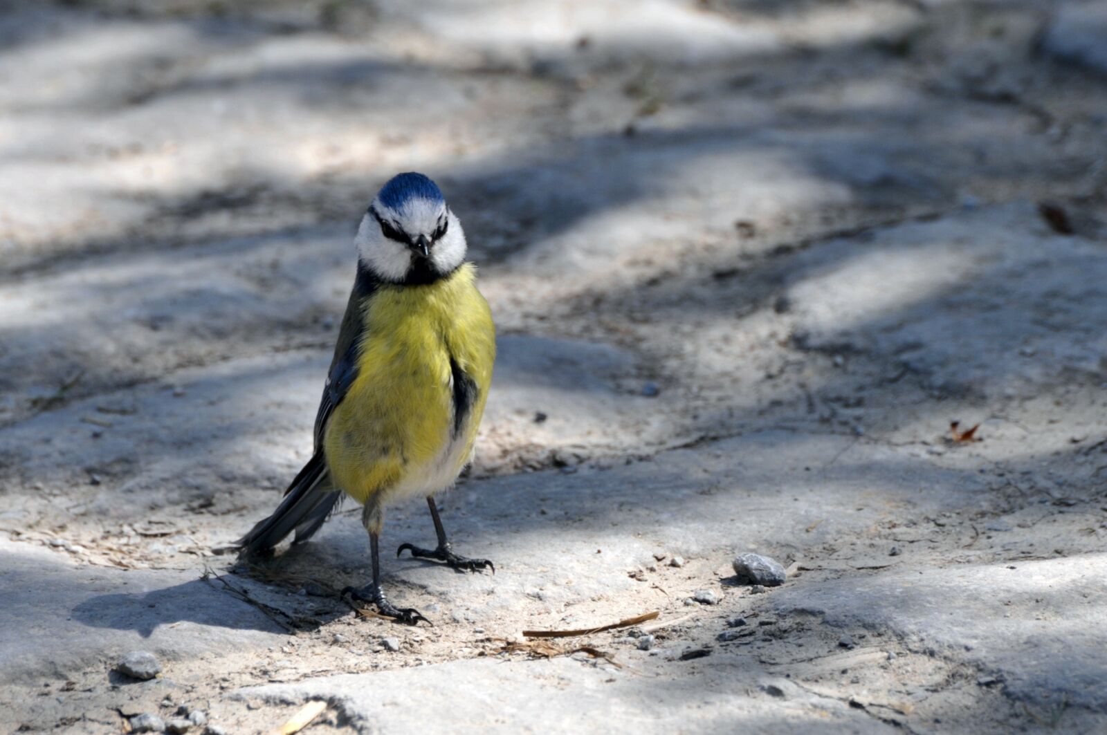Nikon D300 sample photo. Tit, bird, blue tit photography