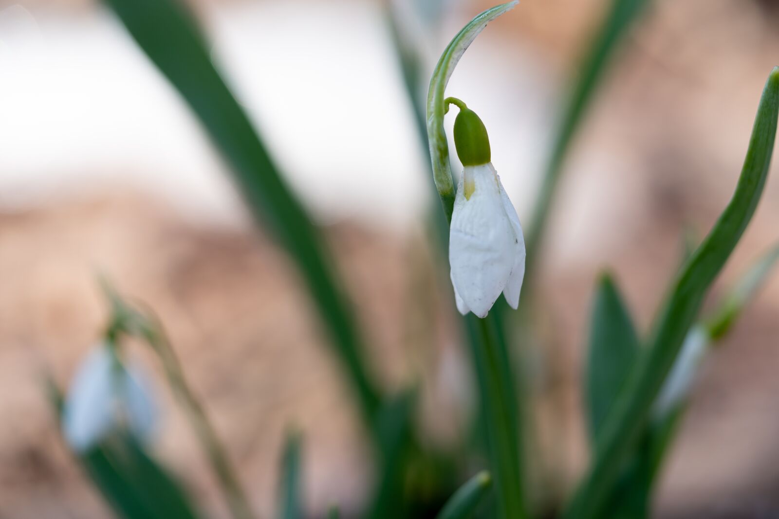 Sony a7R II + Sony FE 90mm F2.8 Macro G OSS sample photo. Flowers, snowdrops, macro photography