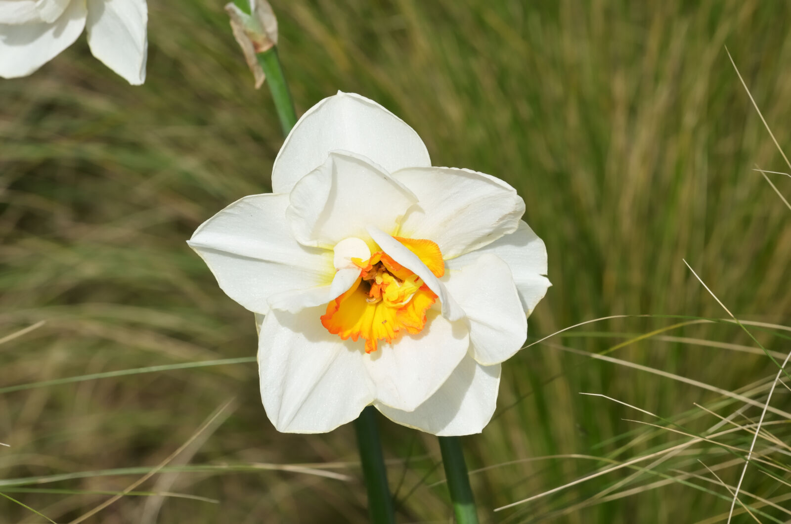 Nikon D5100 sample photo. Botanique, fleur, flore, jonquilles photography