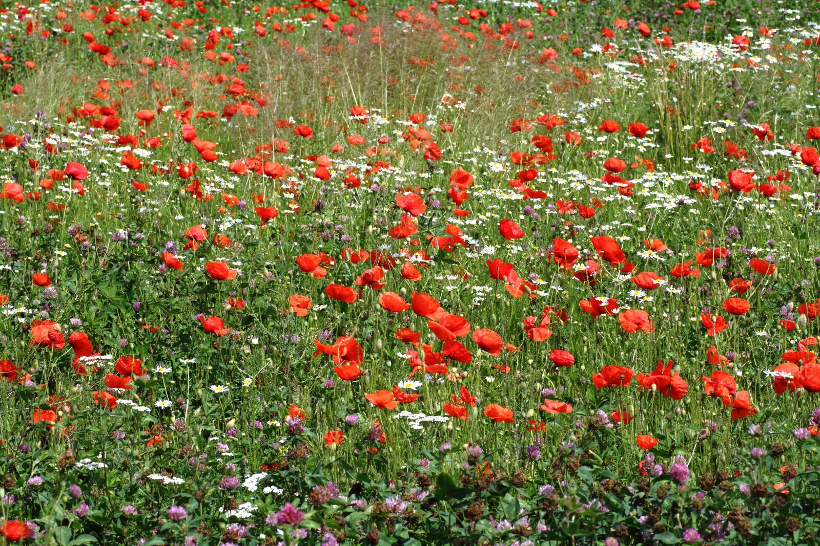 Canon EOS 50D sample photo. Meadow, nature, plant photography