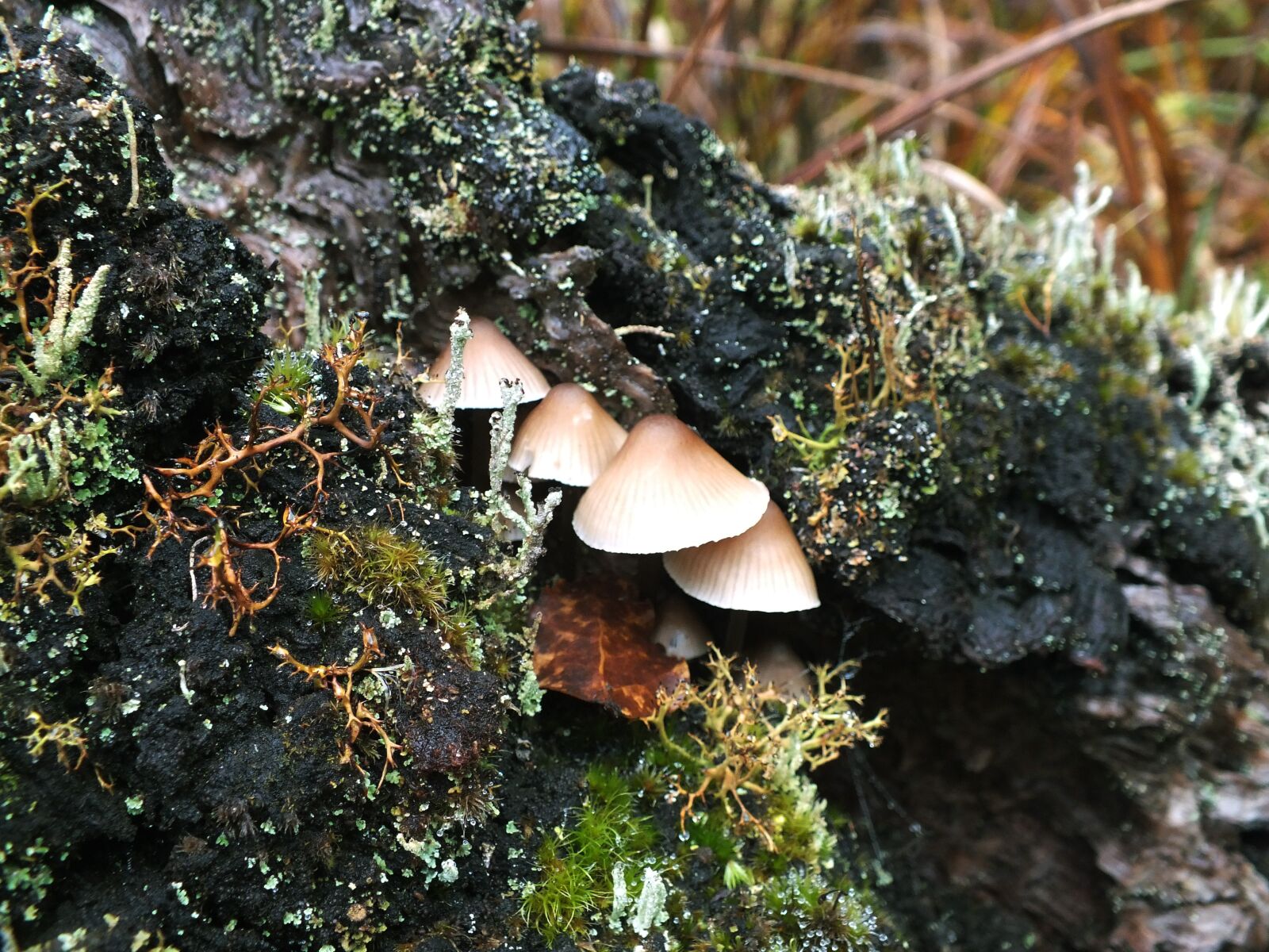 FujiFilm FinePix HS20 EXR (FinePix HS22 EXR) sample photo. Mushroom, wild, nature photography