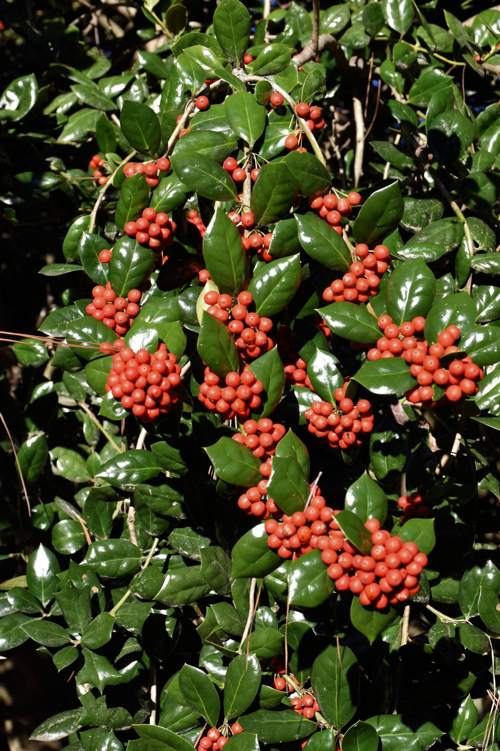 Nikon D7200 sample photo. Holly, christmas, christmas holly photography
