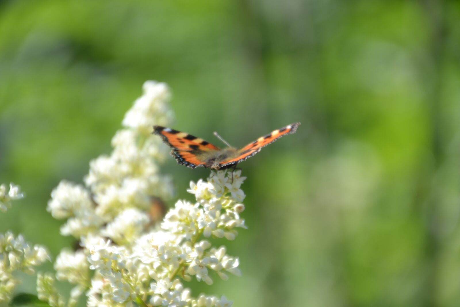 Nikon D3100 sample photo. Butterfly, admiral, insect photography
