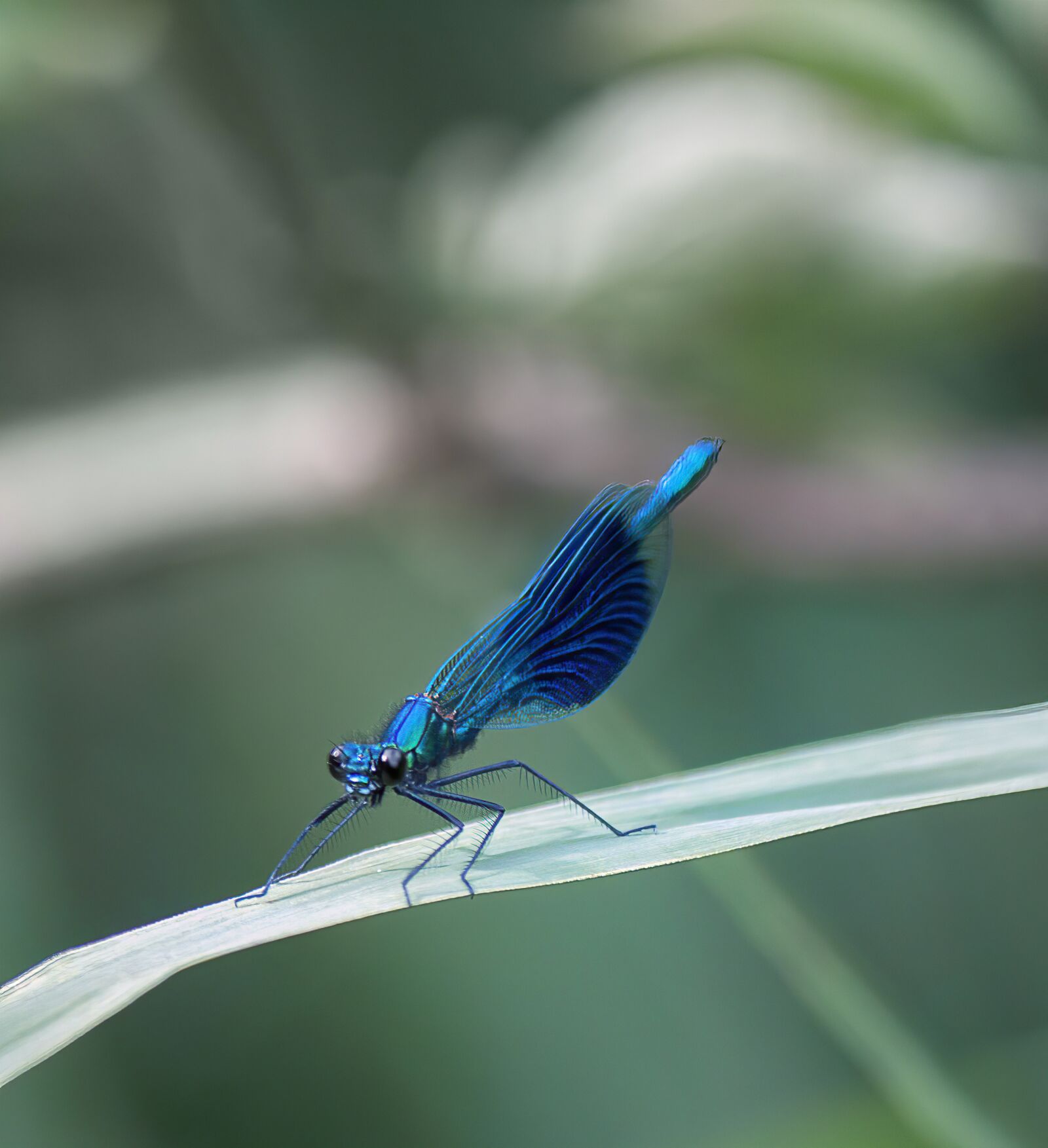 Canon EF-S 55-250mm F4-5.6 IS sample photo. Damselfly, wings, pattern photography