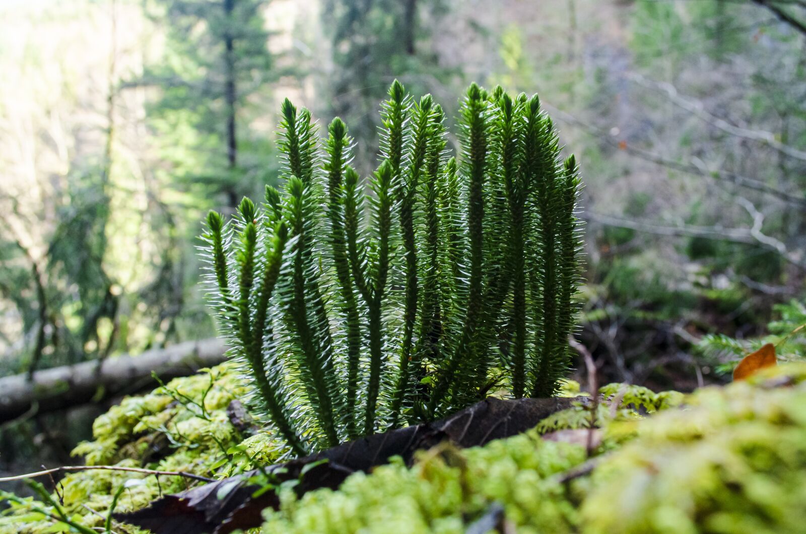 Nikon D7000 sample photo. Sunlight, sun, forest photography