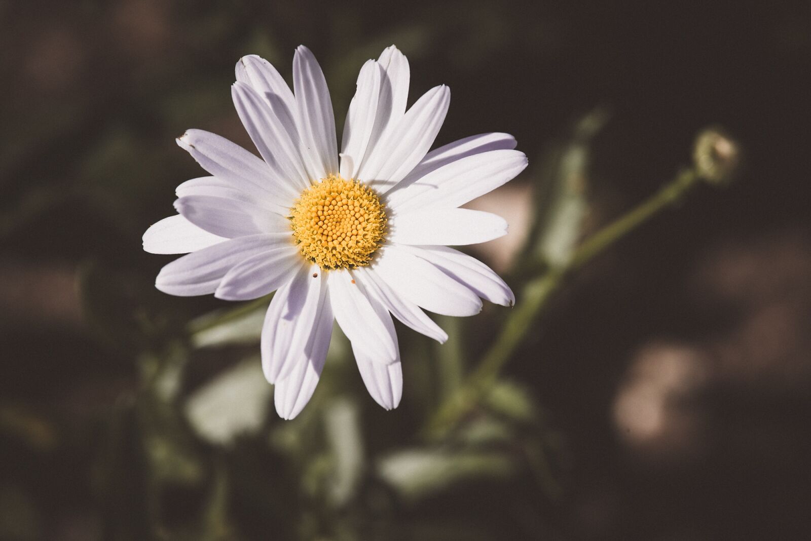 Nikon D750 sample photo. Marguerite, composites, flower photography