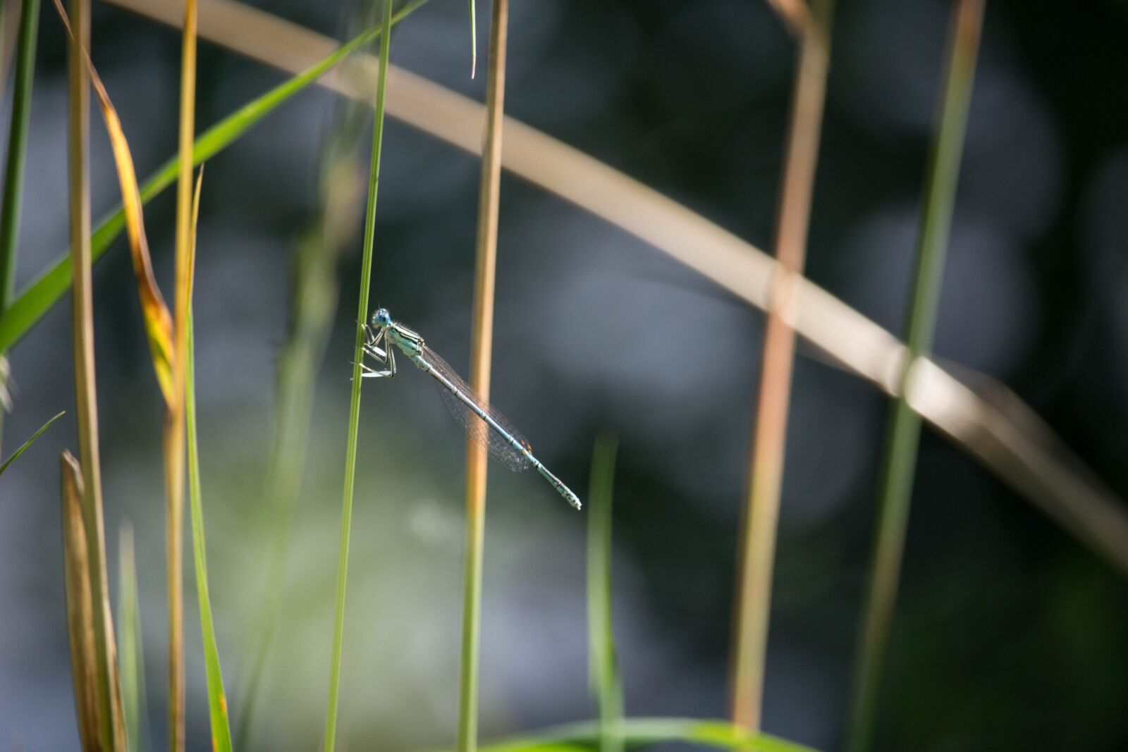 Canon EOS 100D (EOS Rebel SL1 / EOS Kiss X7) sample photo. Blue, dragonfly, grass photography