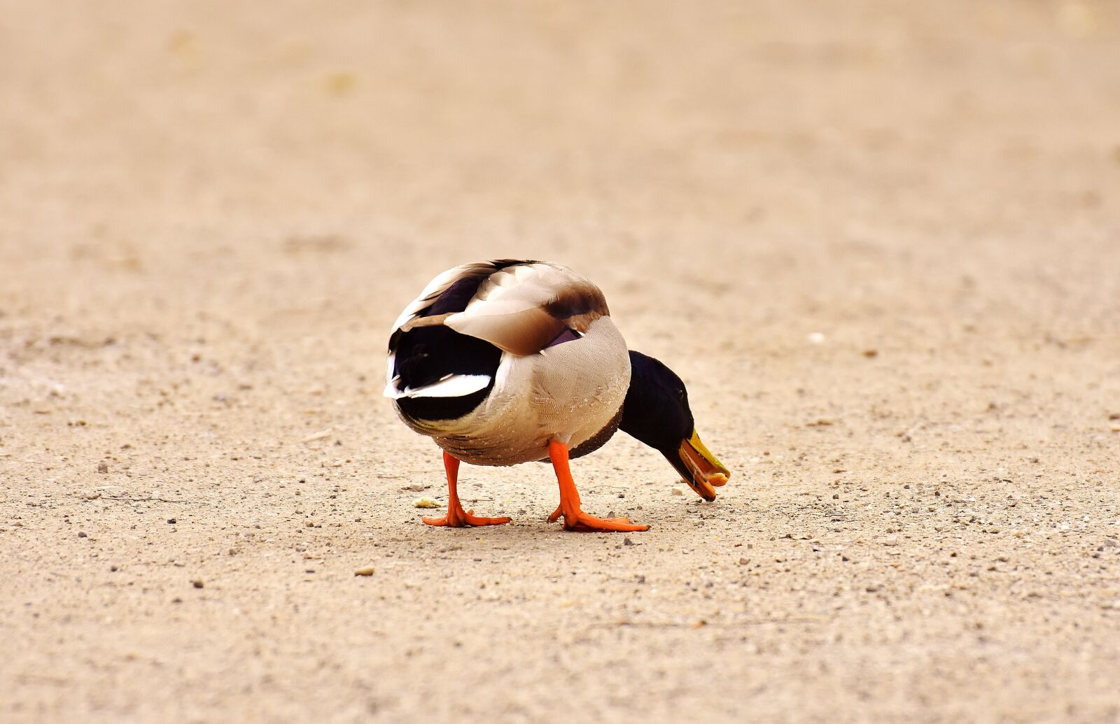 Nikon D7200 sample photo. Mallard, eat, food photography