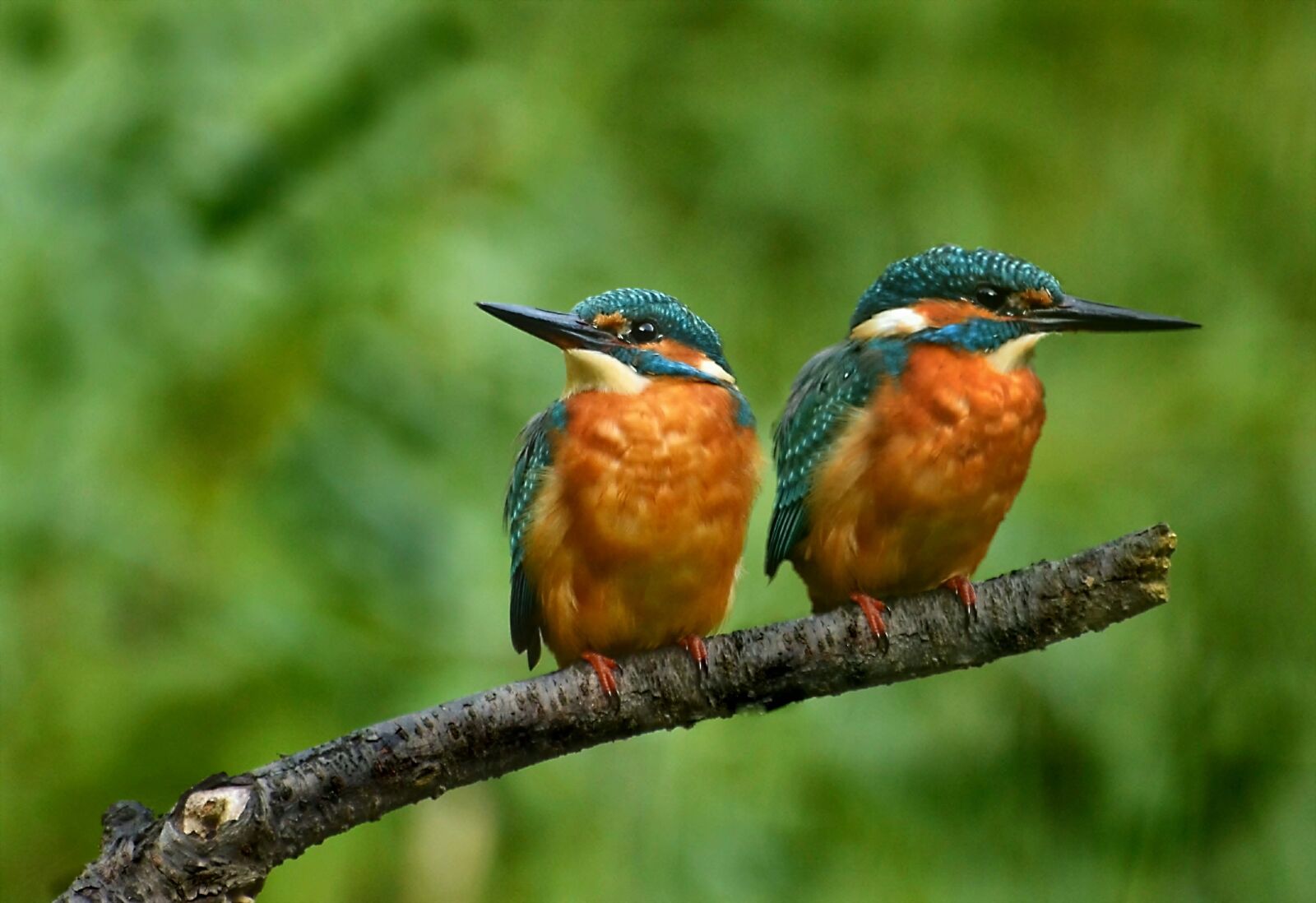Nikon D3200 sample photo. The-kingfishers, colorful, nature photography