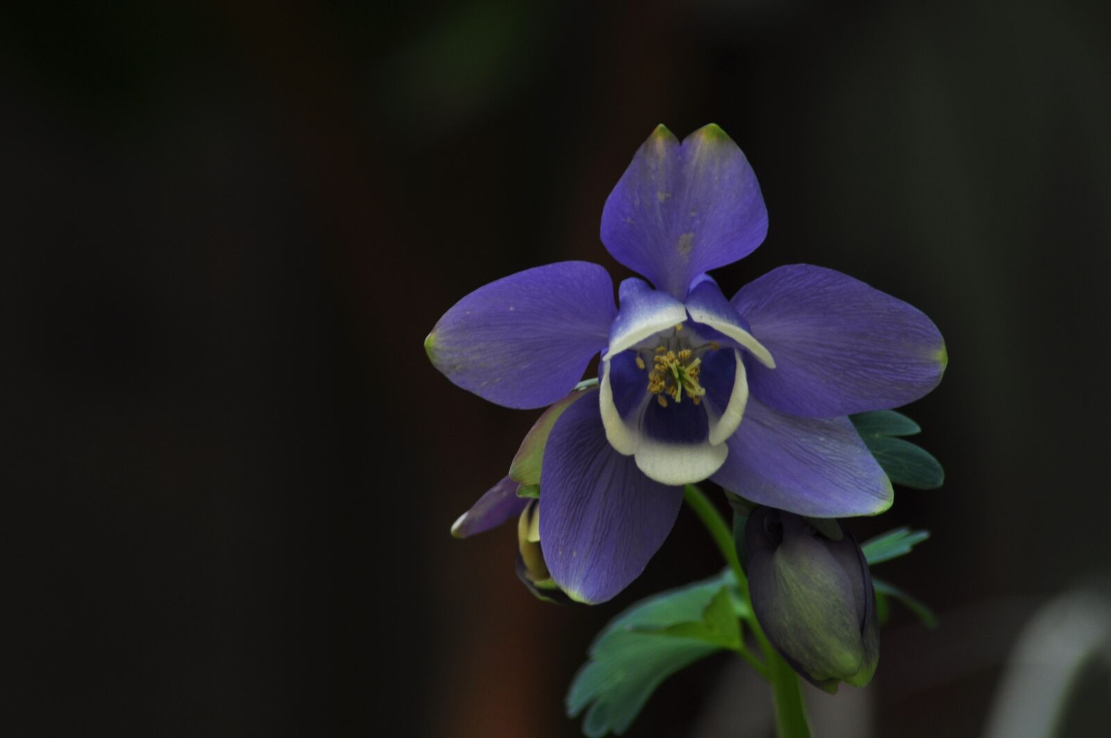 Nikon D90 sample photo. Wildflower, mountain, valley photography