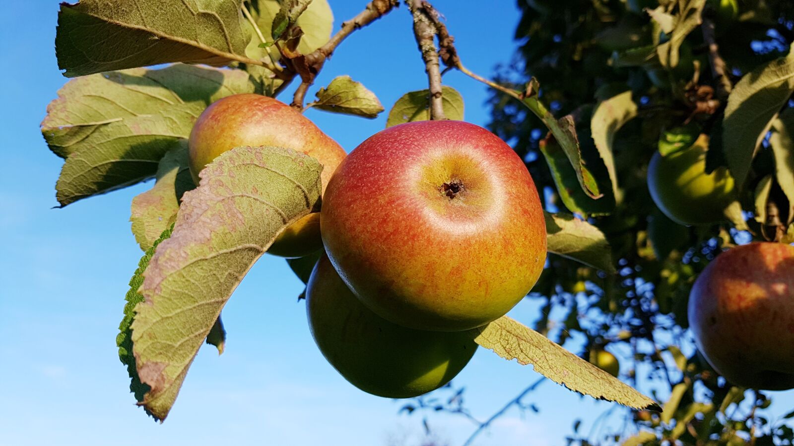 Samsung Galaxy S7 Edge sample photo. Apple, ripe, apple tree photography