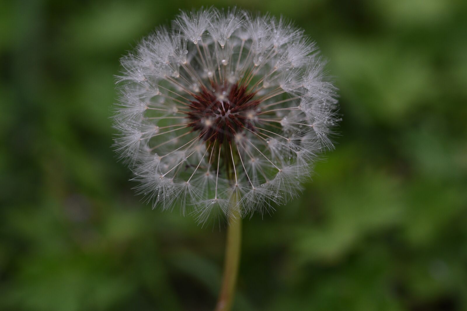 Nikon D750 sample photo. Puffball, flower, weed photography