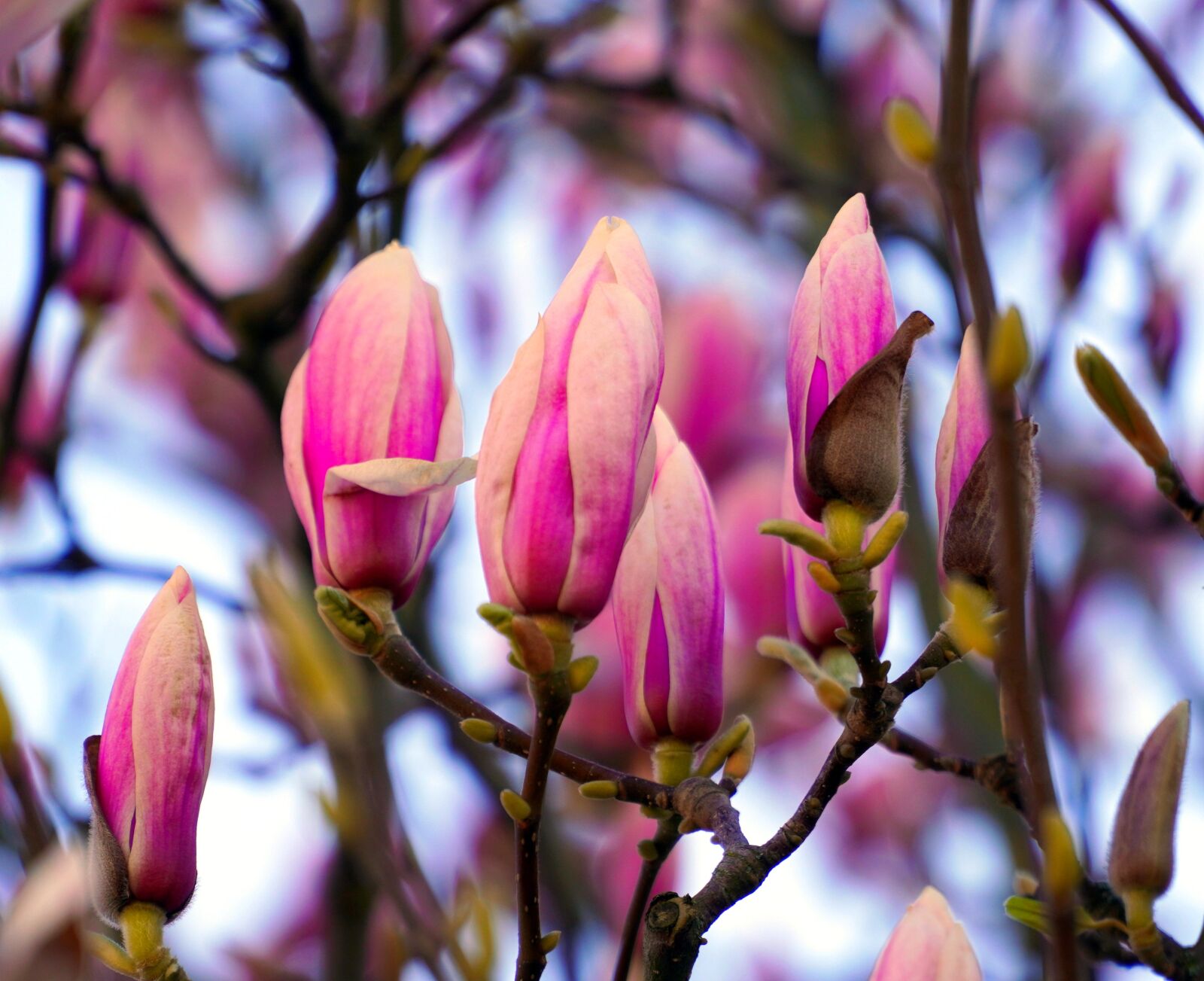 Sony E PZ 18-105mm F4 G OSS sample photo. Magnolia, blossom, bloom photography