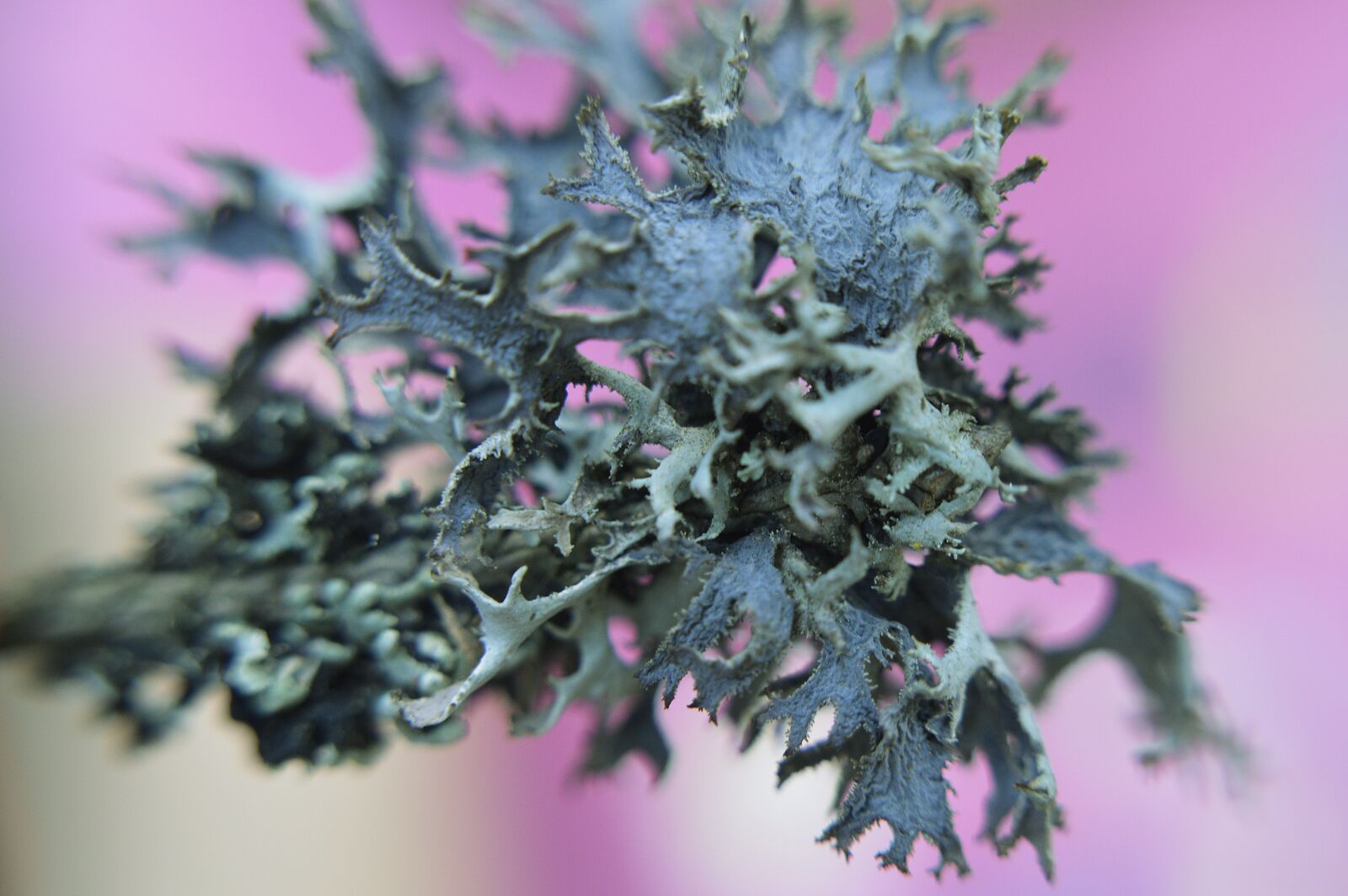 Nikon D3200 sample photo. Moss, nature, macro photography