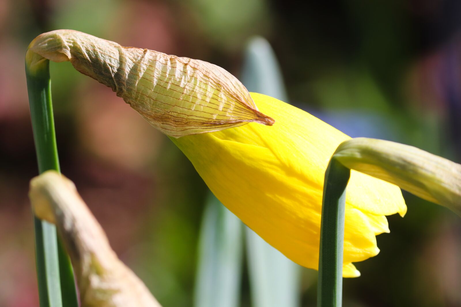 Canon EOS 200D (EOS Rebel SL2 / EOS Kiss X9) sample photo. Narcissus, daffodil, spring flower photography