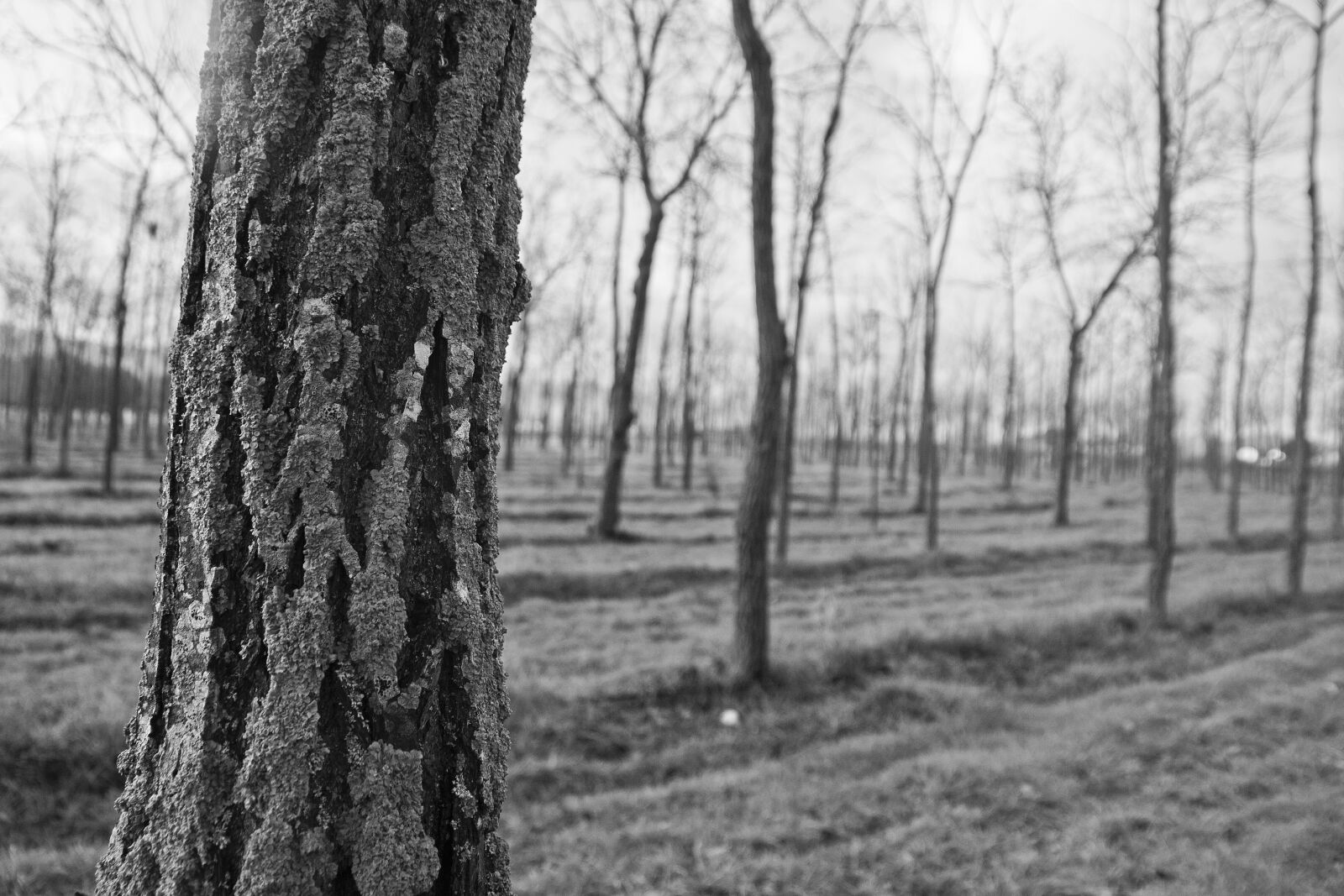 Canon EOS 400D (EOS Digital Rebel XTi / EOS Kiss Digital X) sample photo. Tree, park, bark photography