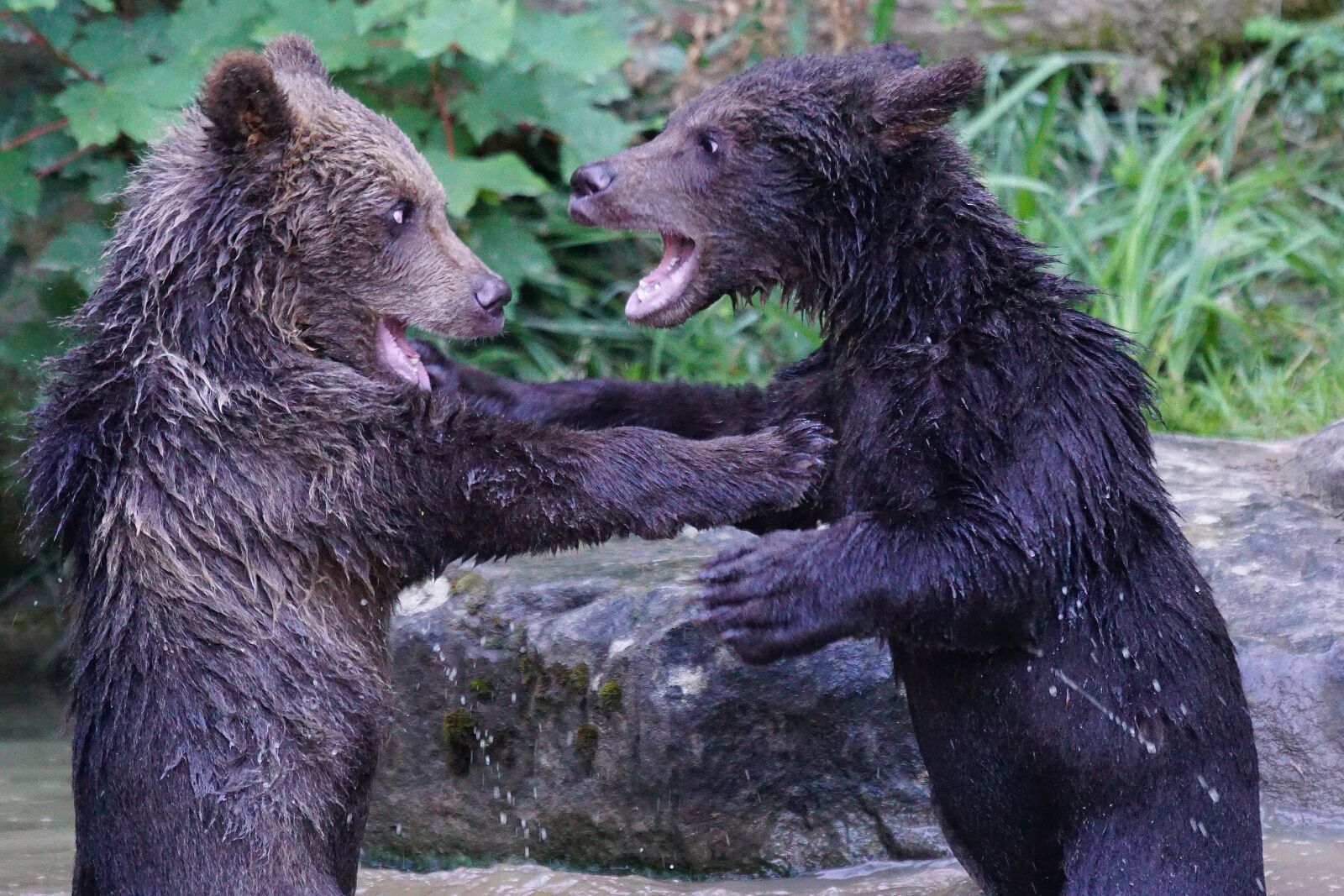 Sony ILCA-77M2 + Sony 70-400mm F4-5.6 G SSM sample photo. Bear, brown bear, predator photography